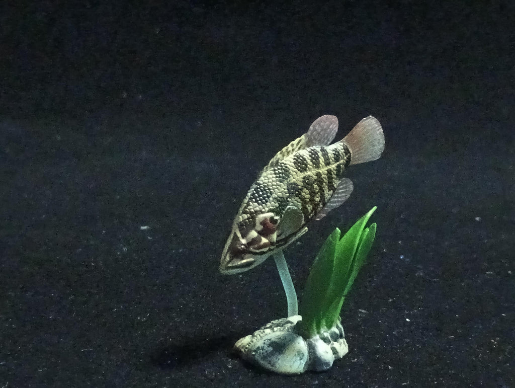 Freshwater Fish Encyclopedia 2: Careoperca kawamebari, River Fish, Yujin