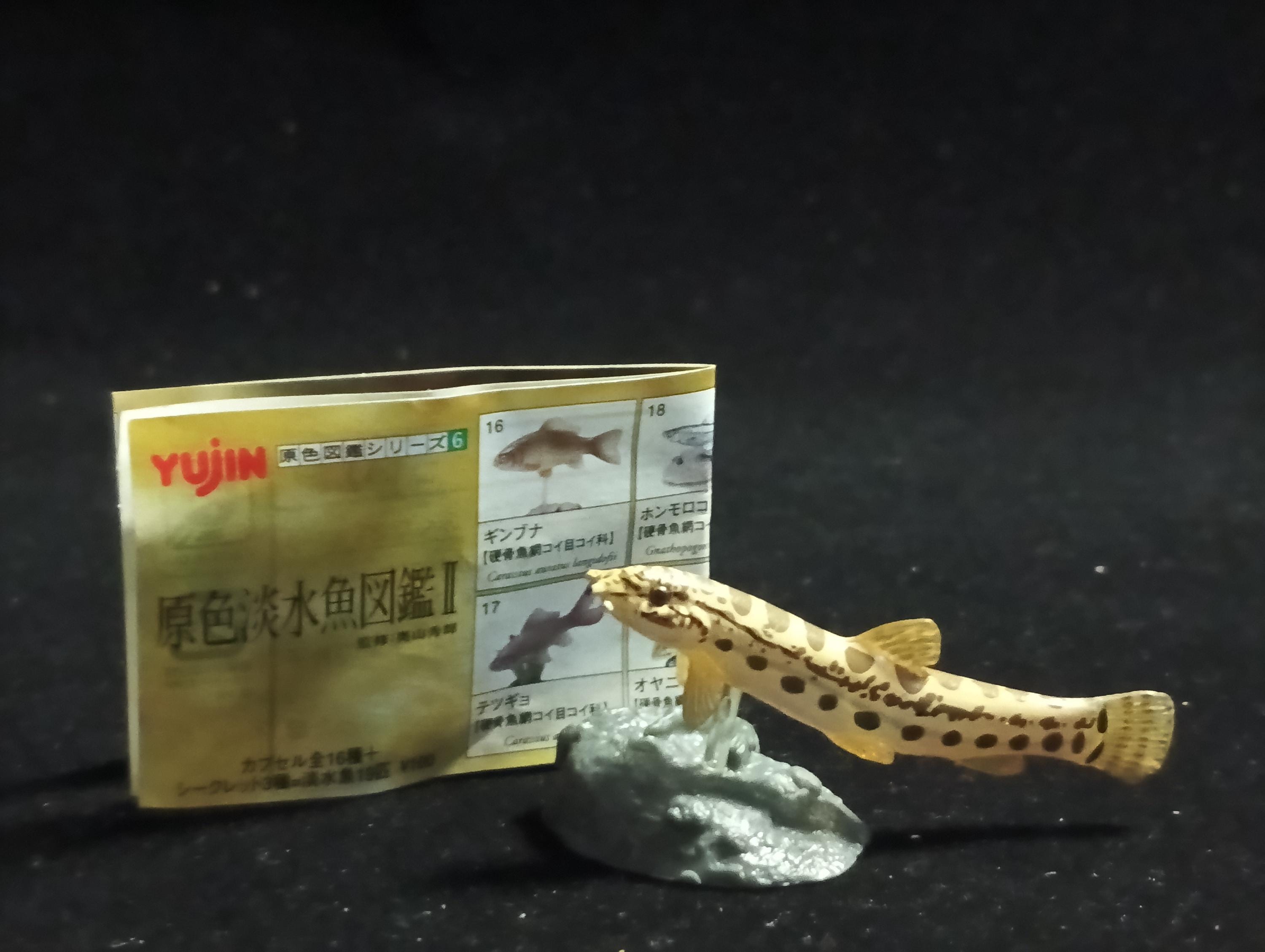 Freshwater Fish Encyclopedia 2: Cobitis biwat, River Fish, Yujin
