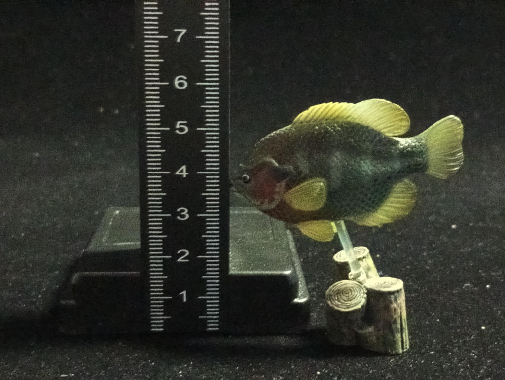Freshwater Fish Encyclopedia 2: Bluegill, River Fish, Yujin