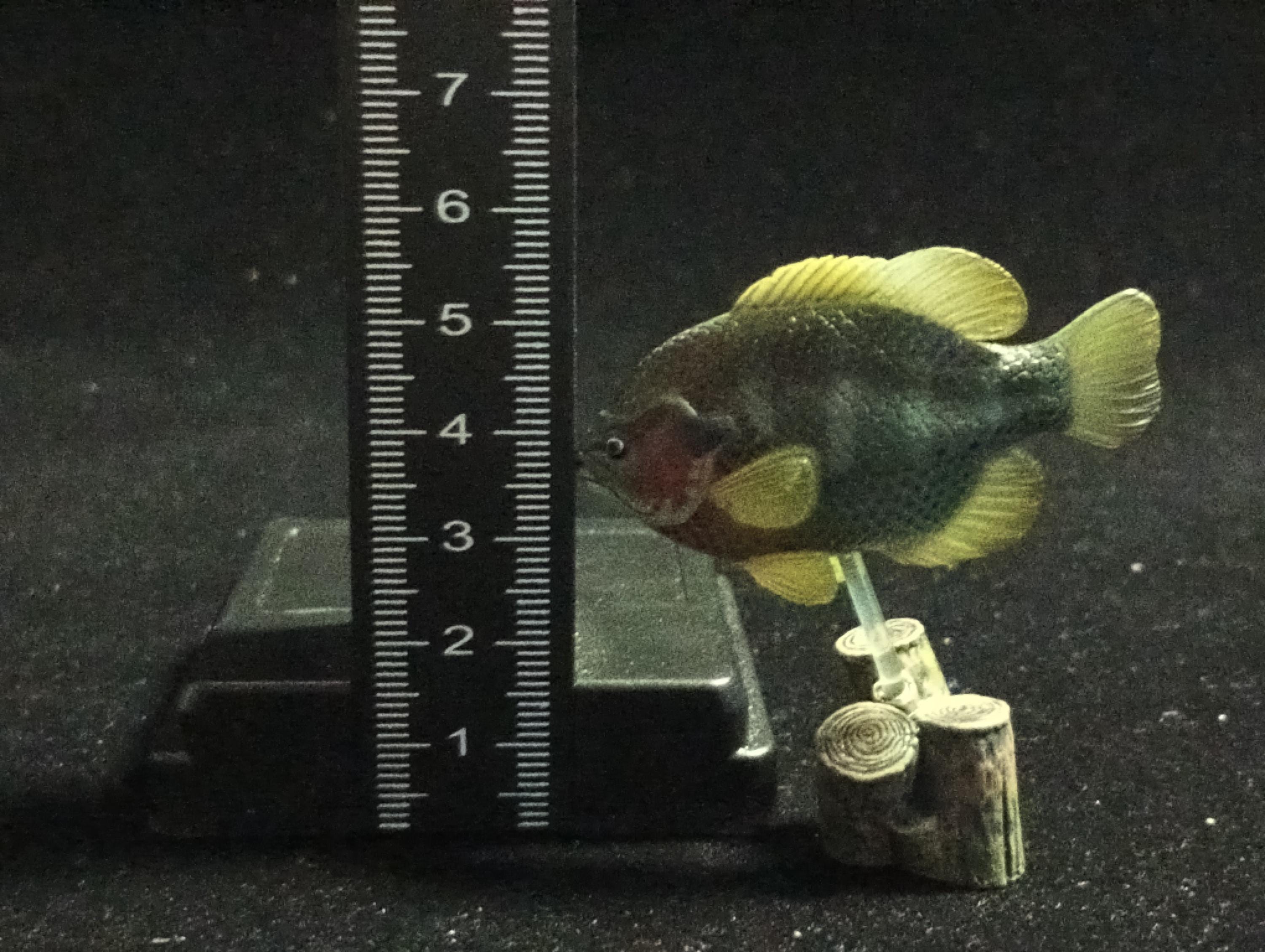 Freshwater Fish Encyclopedia 2: Bluegill, River Fish, Yujin