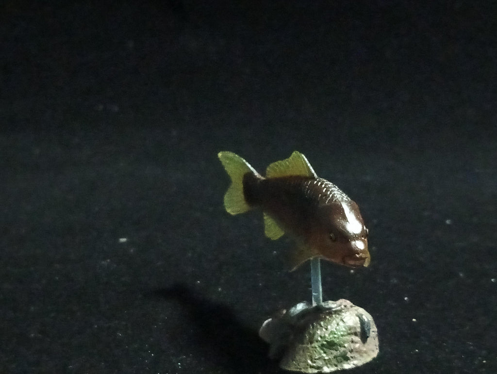 Freshwater Fish Encyclopedia 2: Cyprinus carpio, River Fish, Yujin