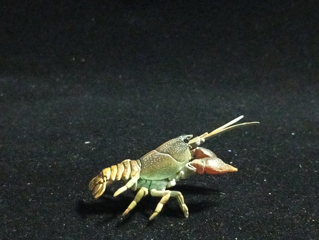 Yujin Takara Kaiyodo Retired Japan Exclusive Japanese crayfish Secret item