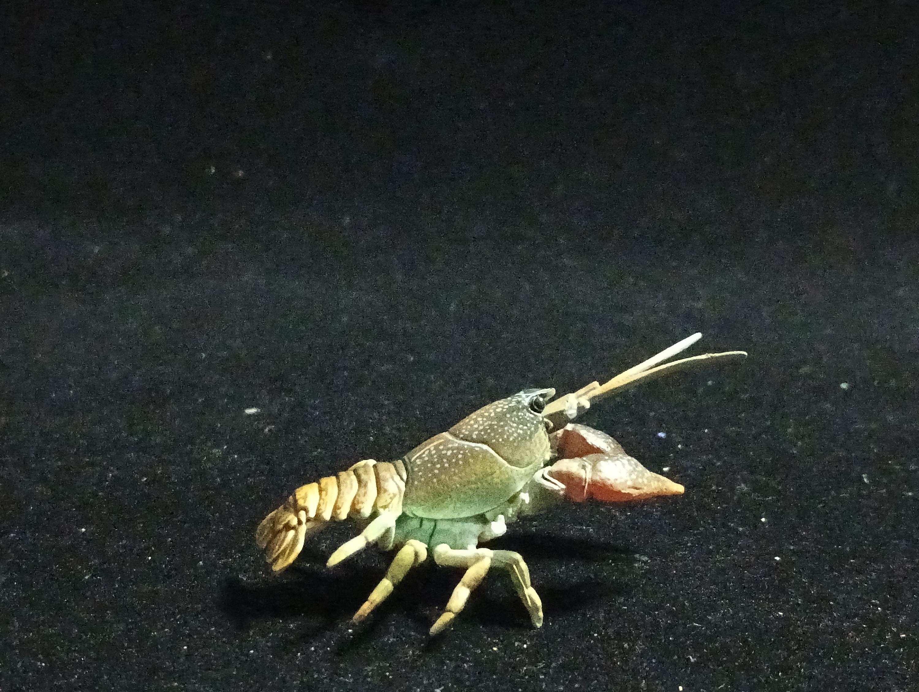 Yujin Takara Kaiyodo Retired Japan Exclusive Japanese crayfish Secret item