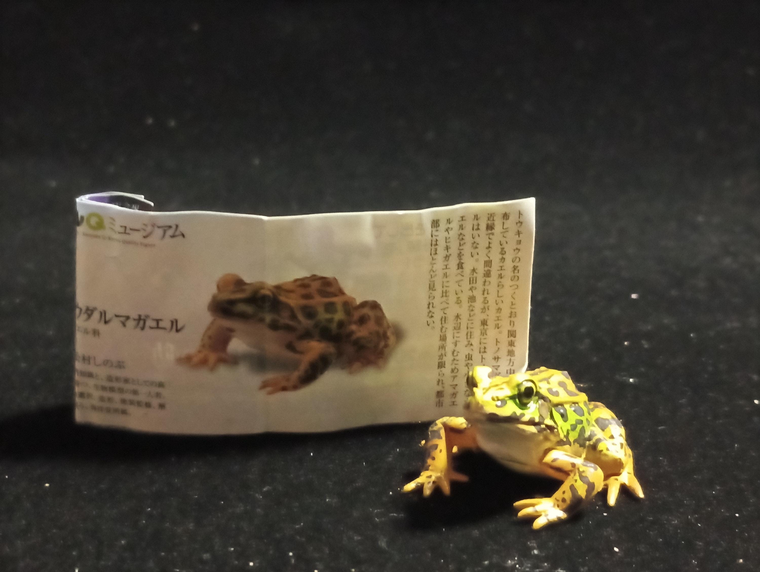 Animatales Western Leopard Toad - Kaiyodo Capsule Q Museum #22