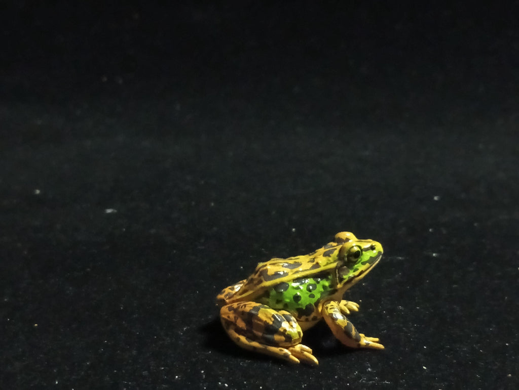 Animatales Western Leopard Toad - Kaiyodo Capsule Q Museum #22
