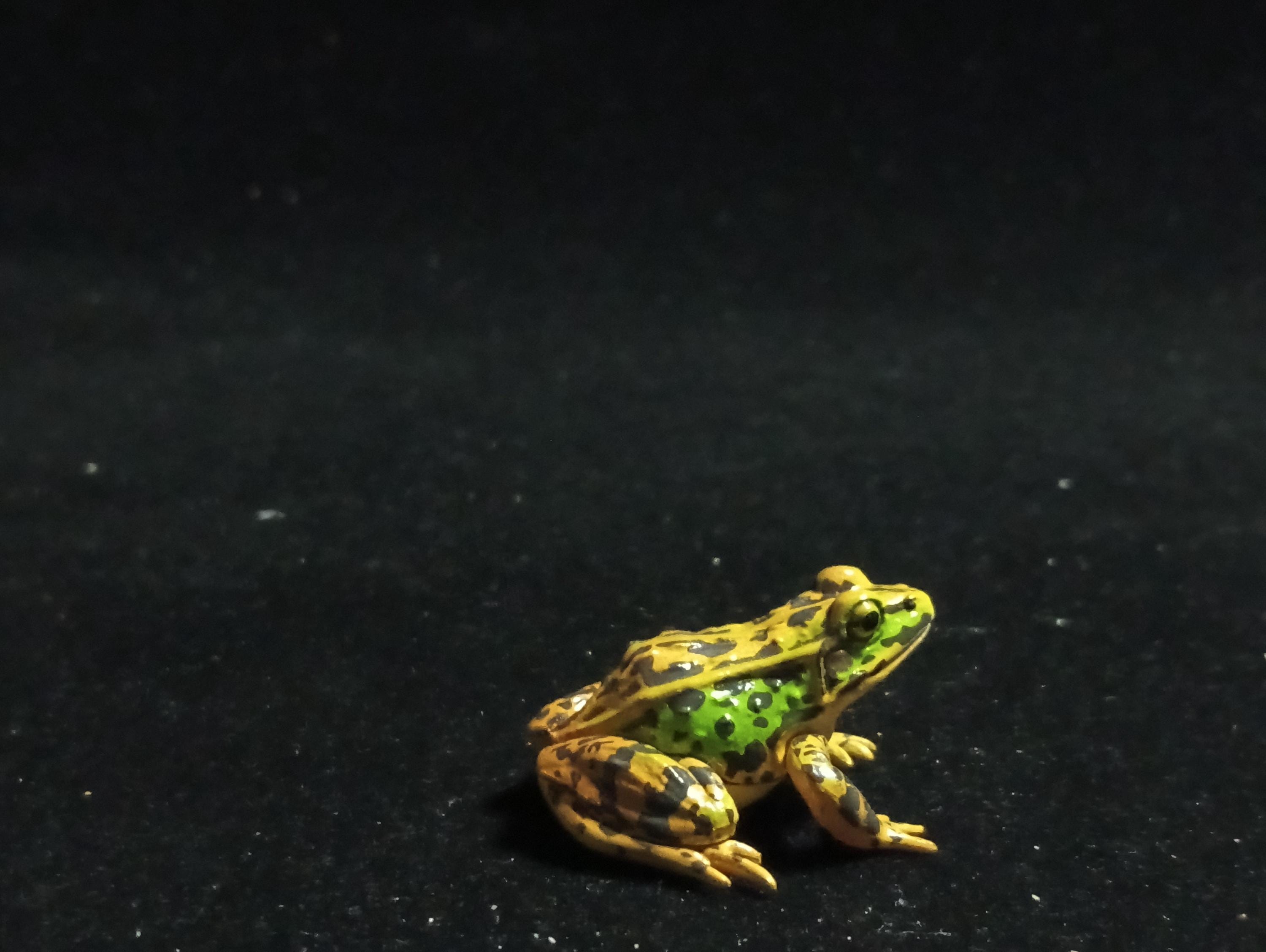 Animatales Western Leopard Toad - Kaiyodo Capsule Q Museum #22