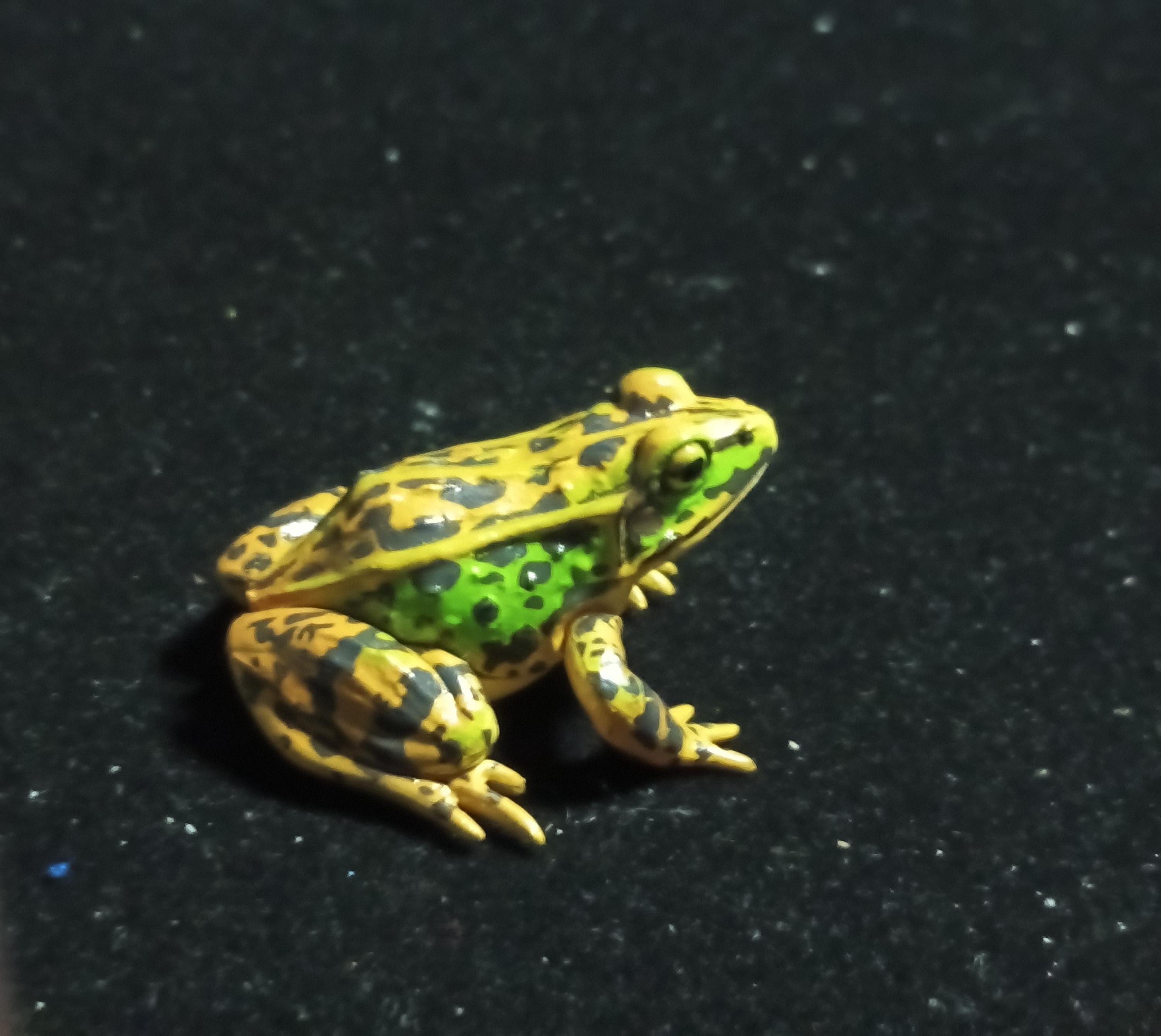 Animatales Western Leopard Toad - Kaiyodo Capsule Q Museum #22