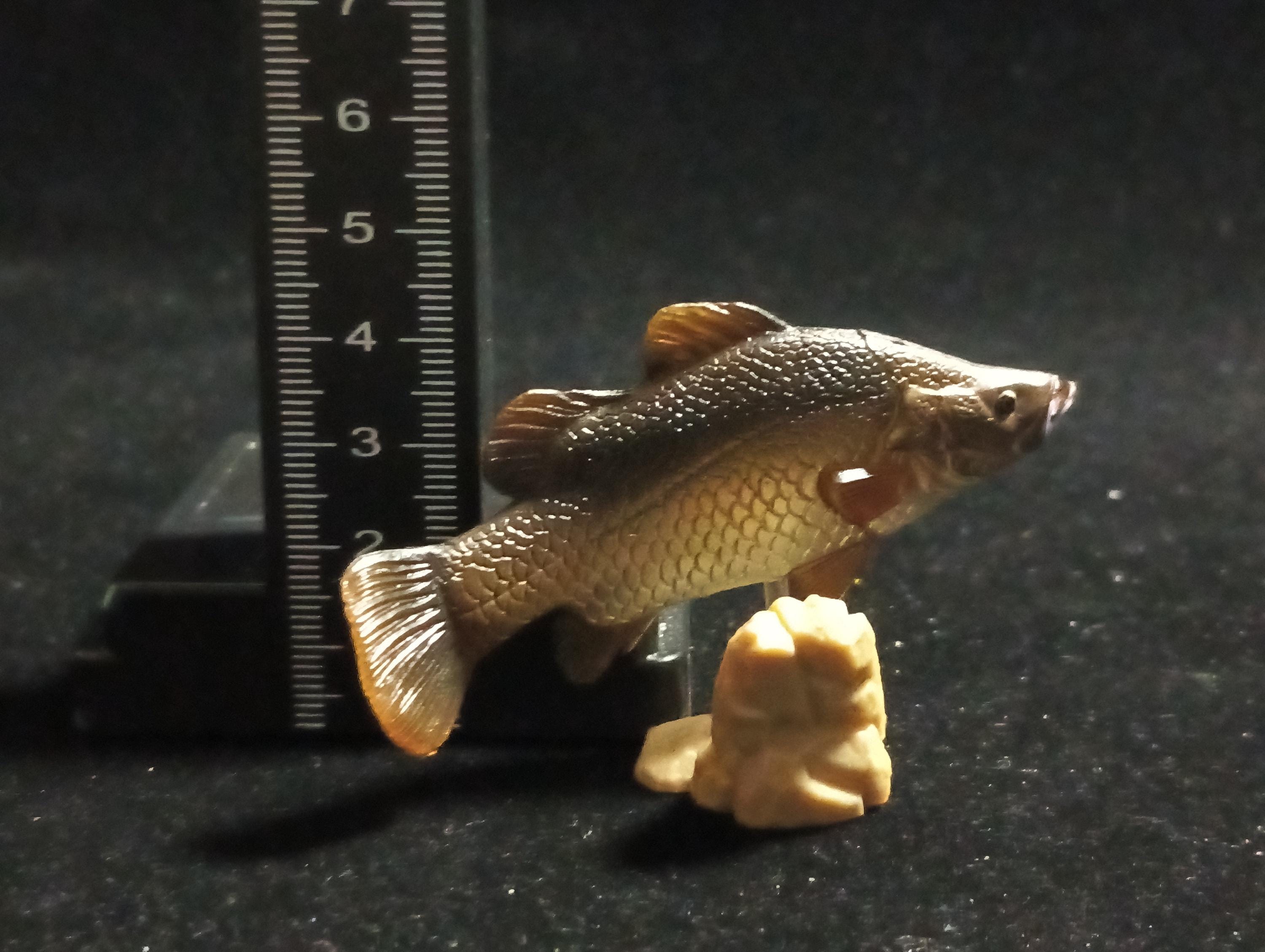 Freshwater Fish Encyclopedia 1: Lates calcarifer, Yujin