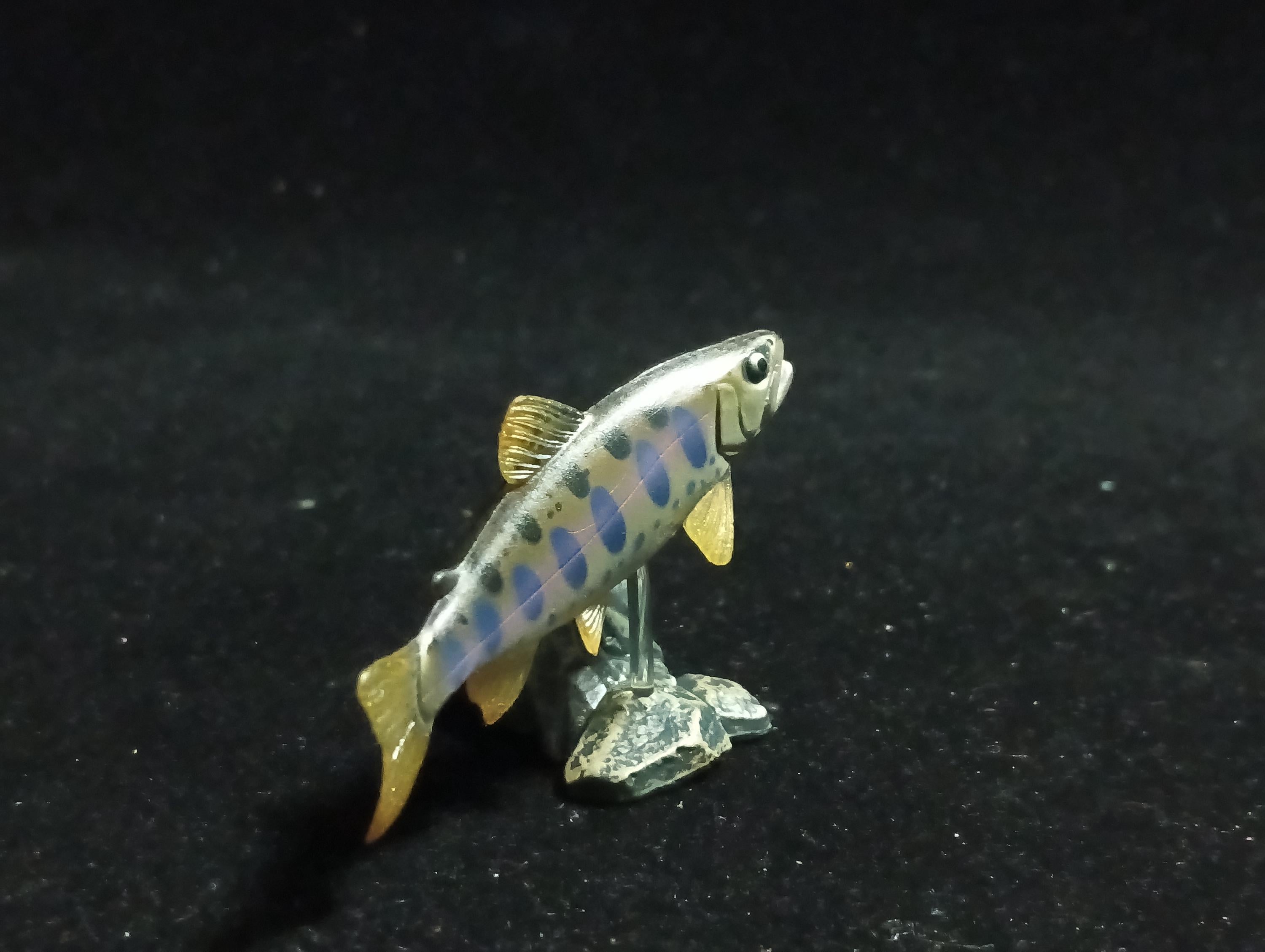 Freshwater Fish Encyclopedia 1: Cherry Trout (Oncorhynchus masou masou), Yujin