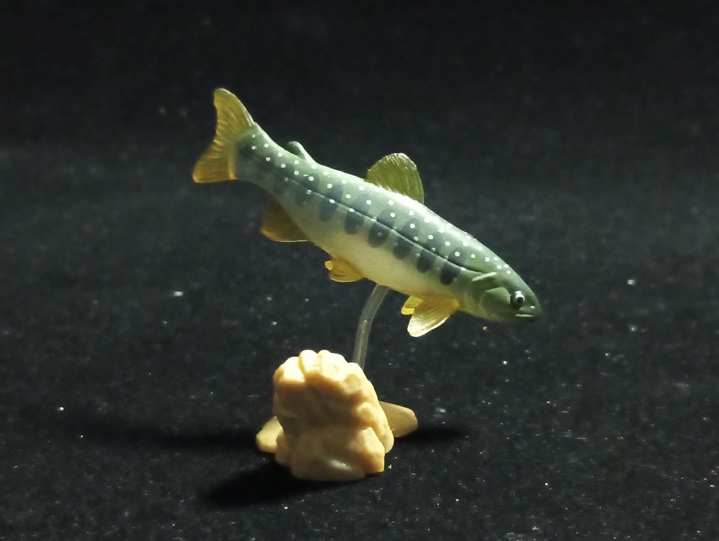 Freshwater Fish Encyclopedia 1: Salvelinus leucomaenis, the whitespotted char, Yujin