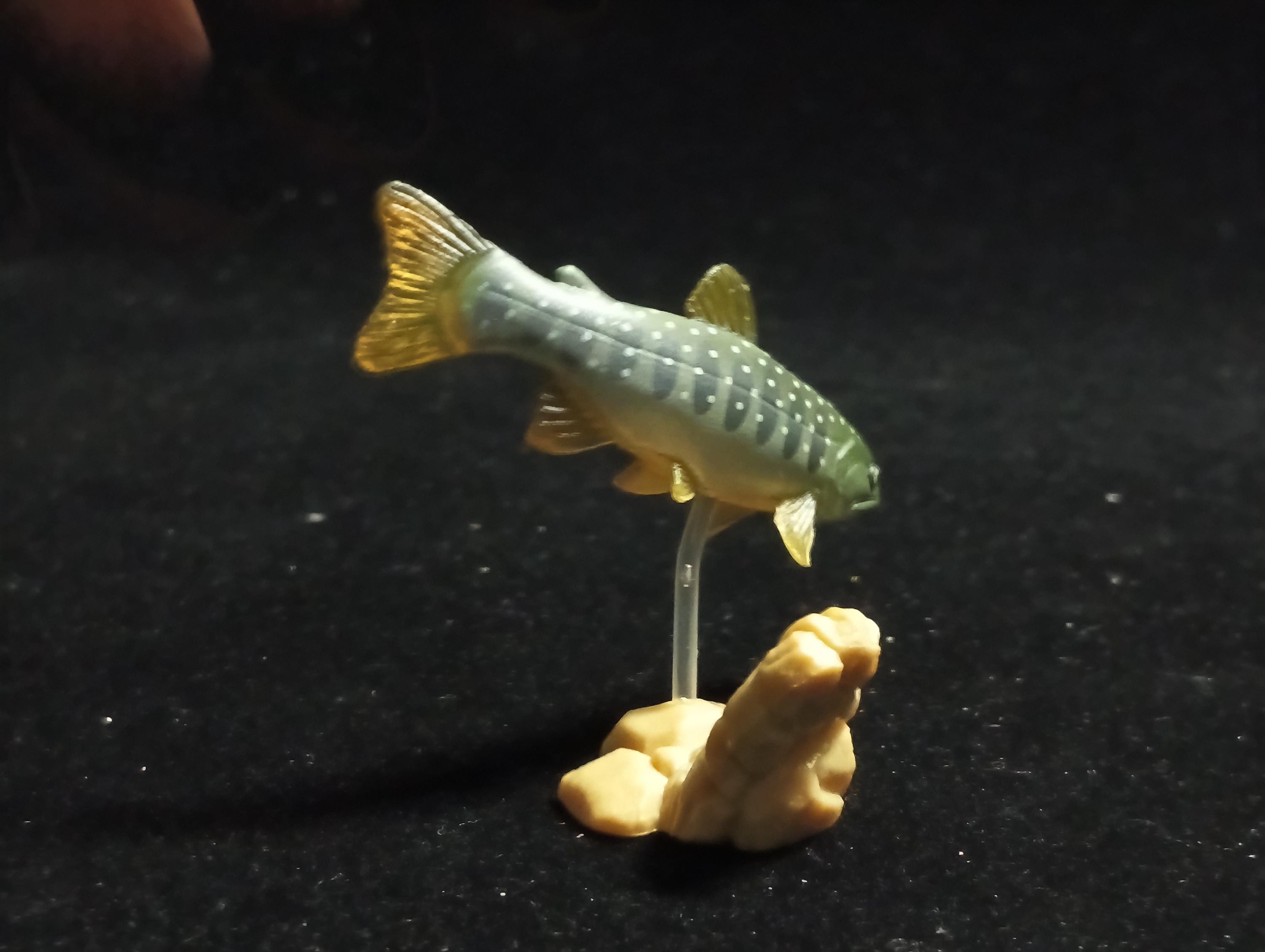 Freshwater Fish Encyclopedia 1: Salvelinus leucomaenis, the whitespotted char, Yujin