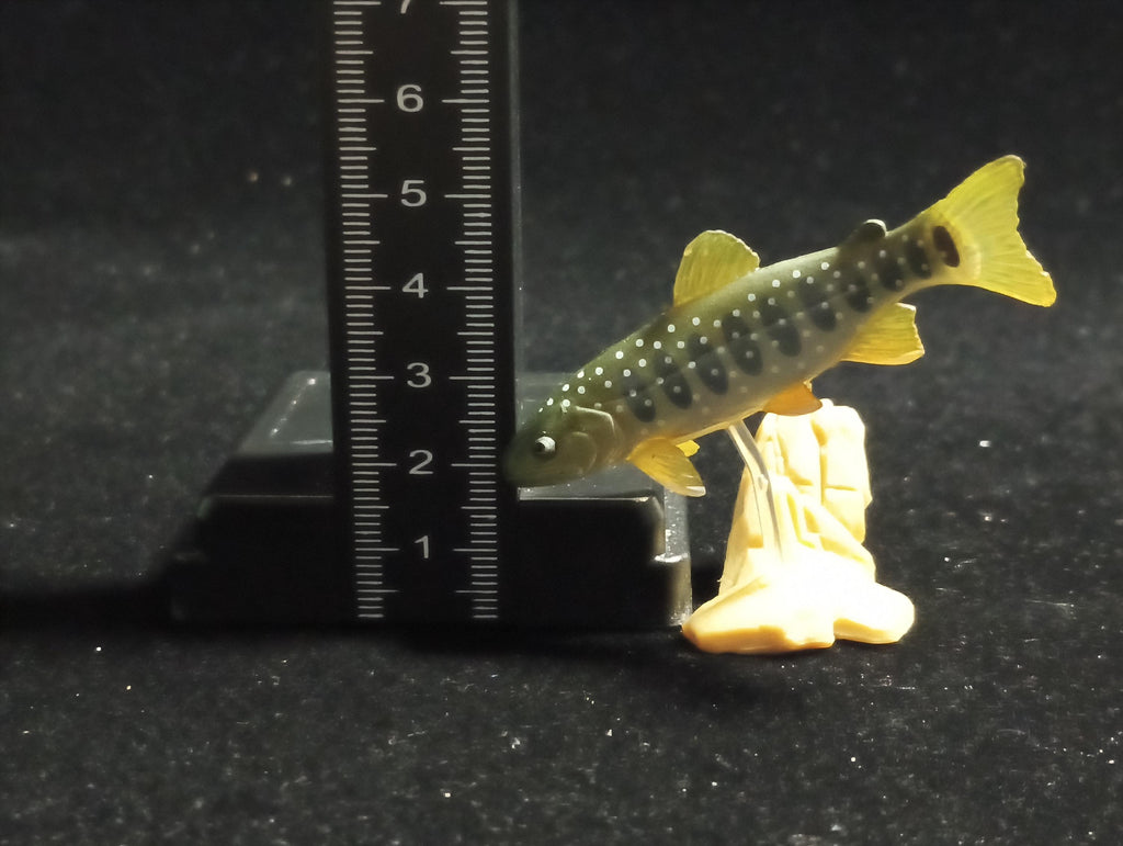 Freshwater Fish Encyclopedia 1: Salvelinus leucomaenis, the whitespotted char, Yujin