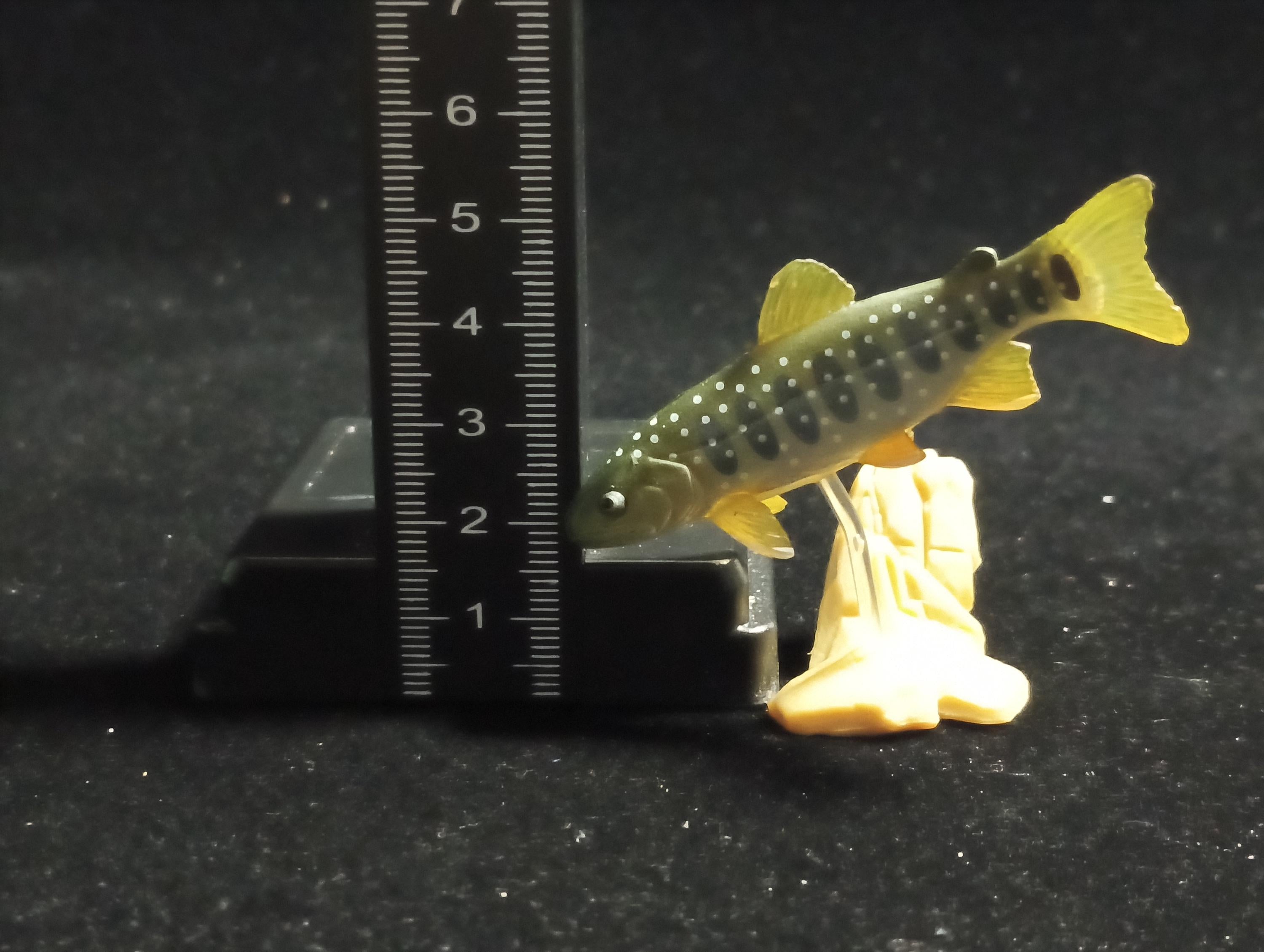 Freshwater Fish Encyclopedia 1: Salvelinus leucomaenis, the whitespotted char, Yujin