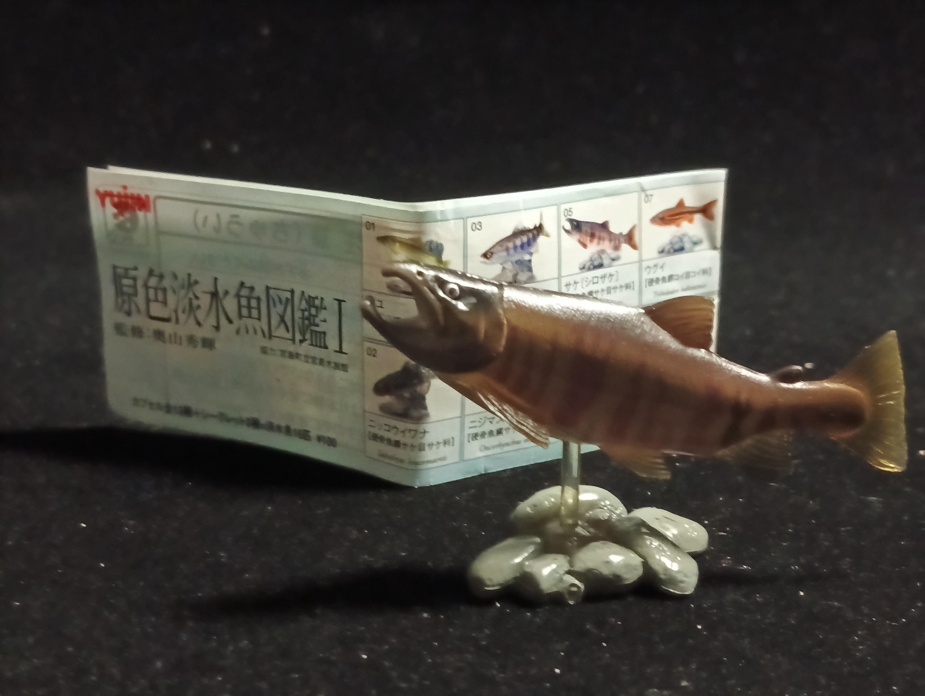 Freshwater Fish Encyclopedia 1: Chum Salmon, Yujin