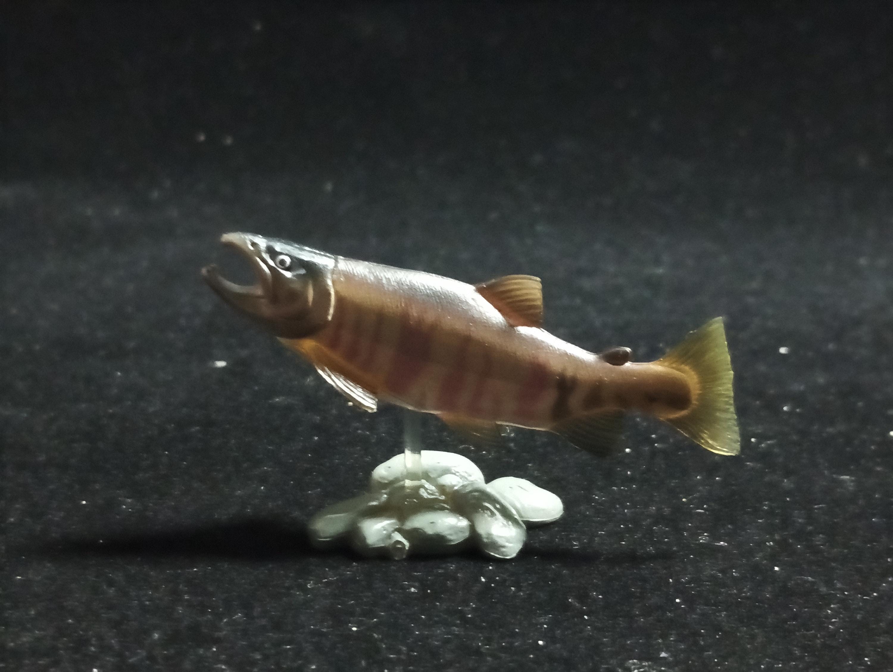 Freshwater Fish Encyclopedia 1: Chum Salmon, Yujin