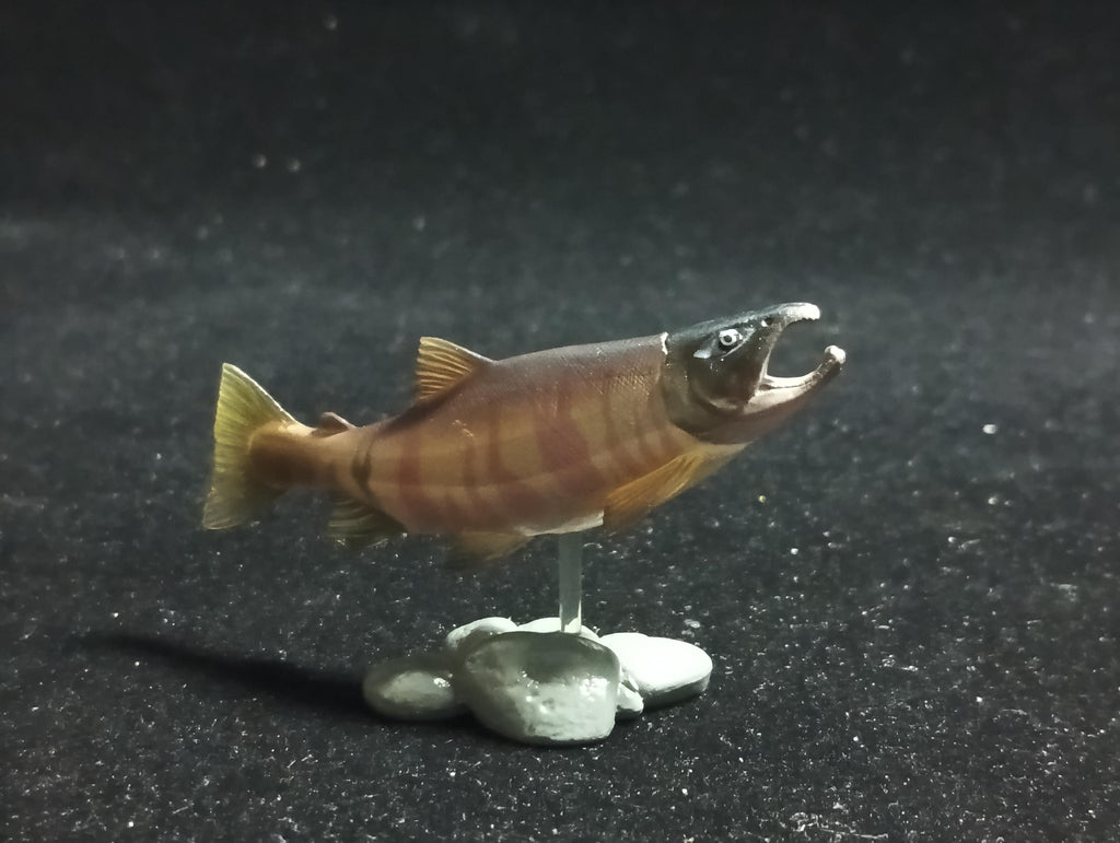 Freshwater Fish Encyclopedia 1: Chum Salmon, Yujin