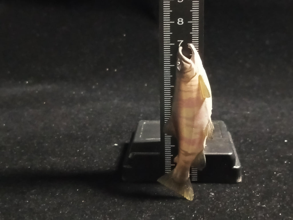 Freshwater Fish Encyclopedia 1: Chum Salmon, Yujin