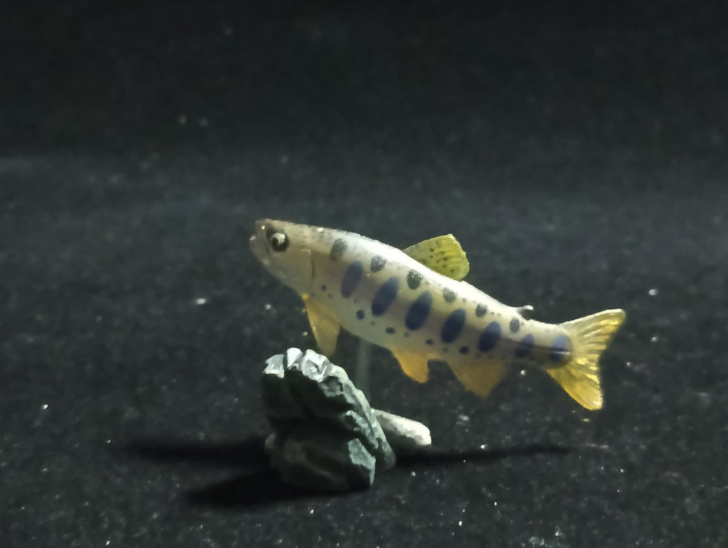 Freshwater Fish Encyclopedia 1: Japanese Masou Salmon Fish , Yujin