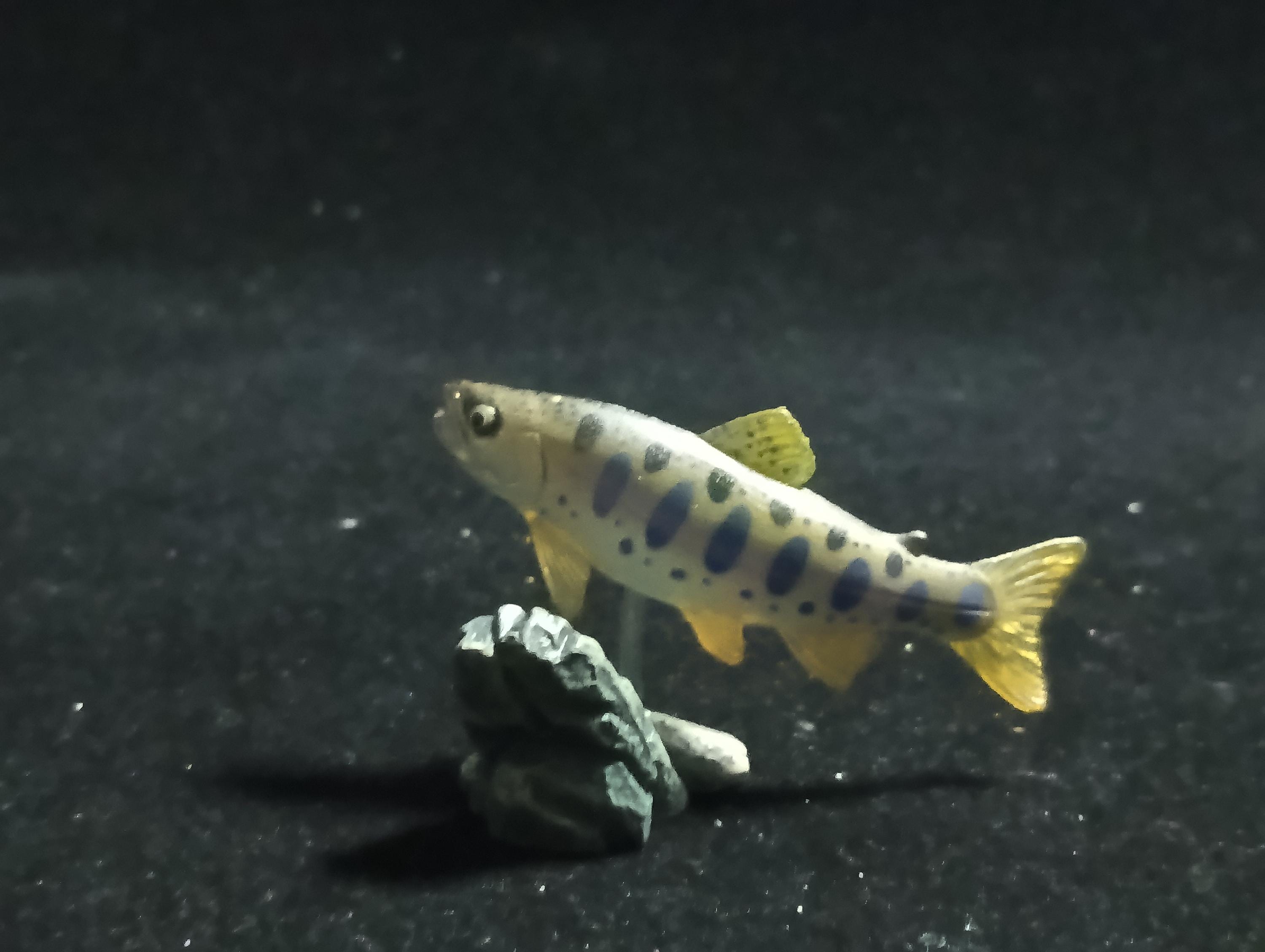 Freshwater Fish Encyclopedia 1: Japanese Masou Salmon Fish , Yujin