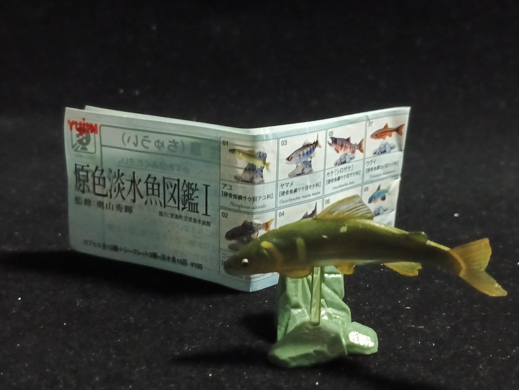 Freshwater Fish Encyclopedia 1: Plecoglossus altivelis , Yujin