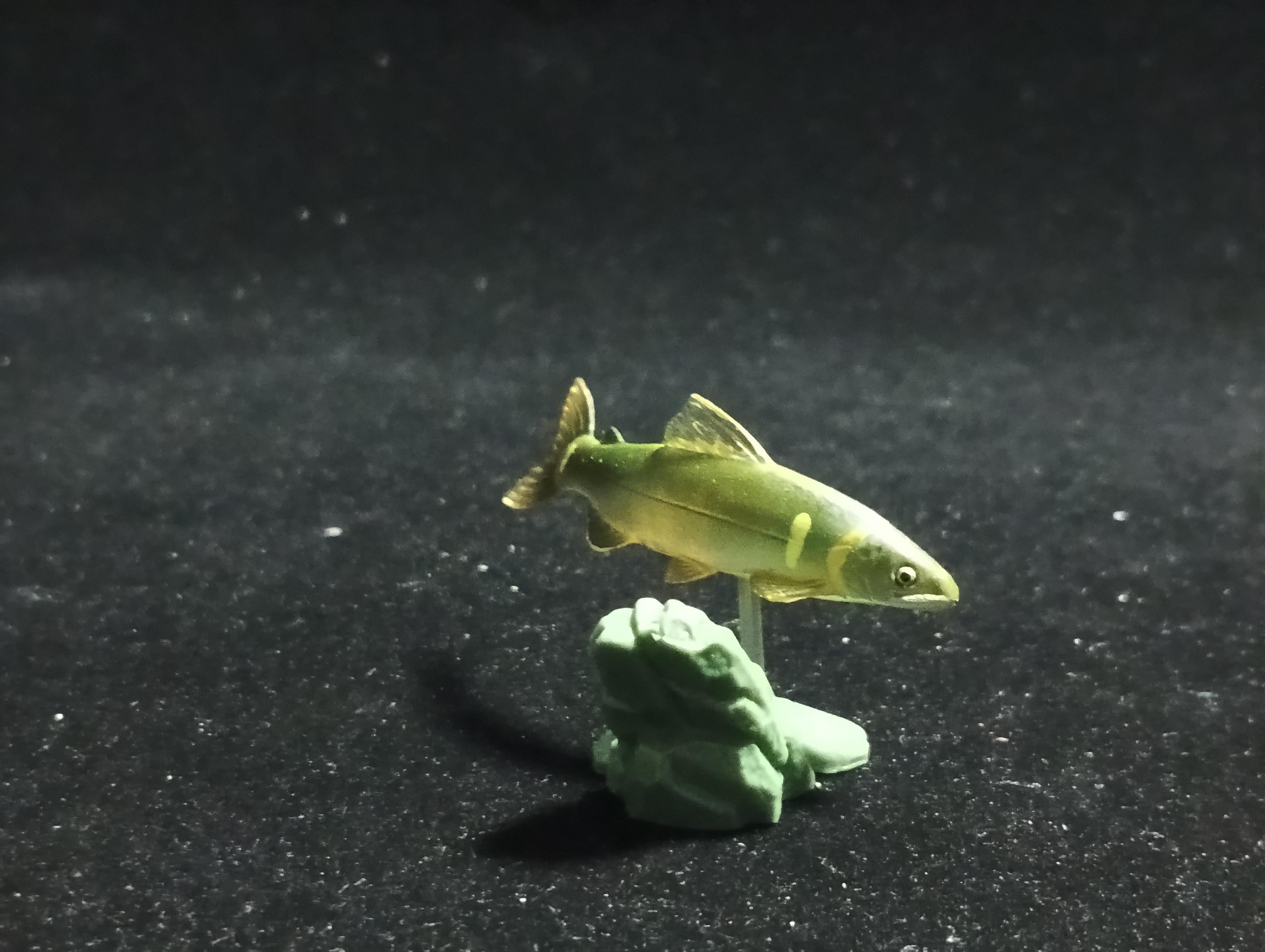 Freshwater Fish Encyclopedia 1: Plecoglossus altivelis , Yujin
