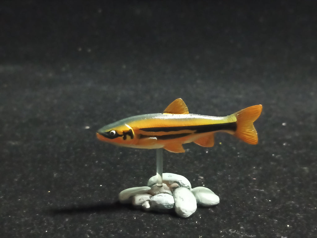 Freshwater Fish Encyclopedia 1:  Big-scaled Redfin Dace Fish , Yujin