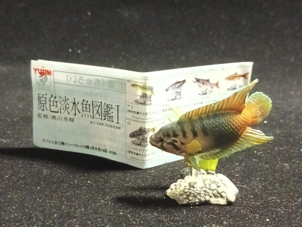Freshwater Fish Encyclopedia 1:  PARADISE FISH , Yujin