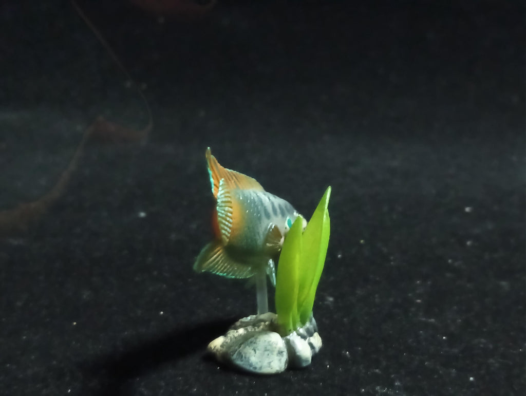 Freshwater Fish Encyclopedia 1:  PARADISE FISH , Yujin