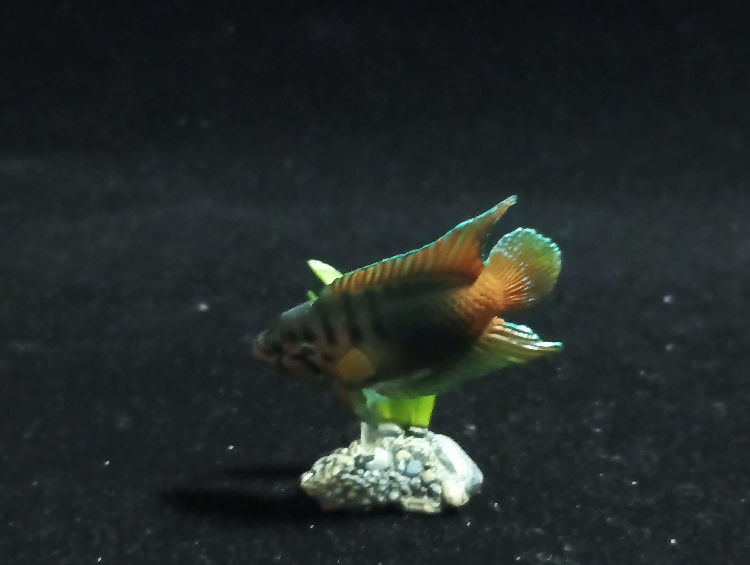 Freshwater Fish Encyclopedia 1:  PARADISE FISH , Yujin