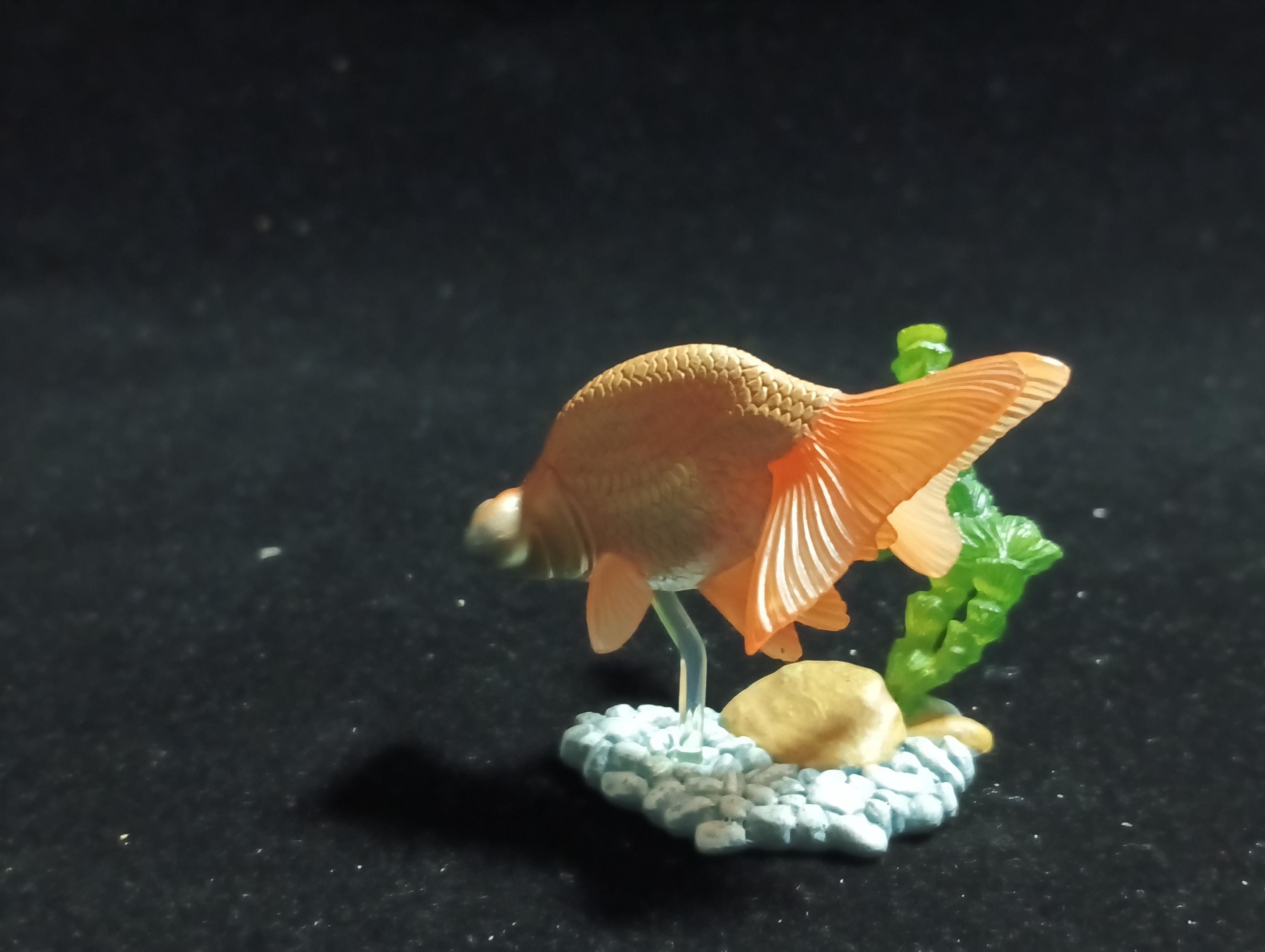 Freshwater Fish Encyclopedia 1:   Celestial Eye Goldfish A, Yujin