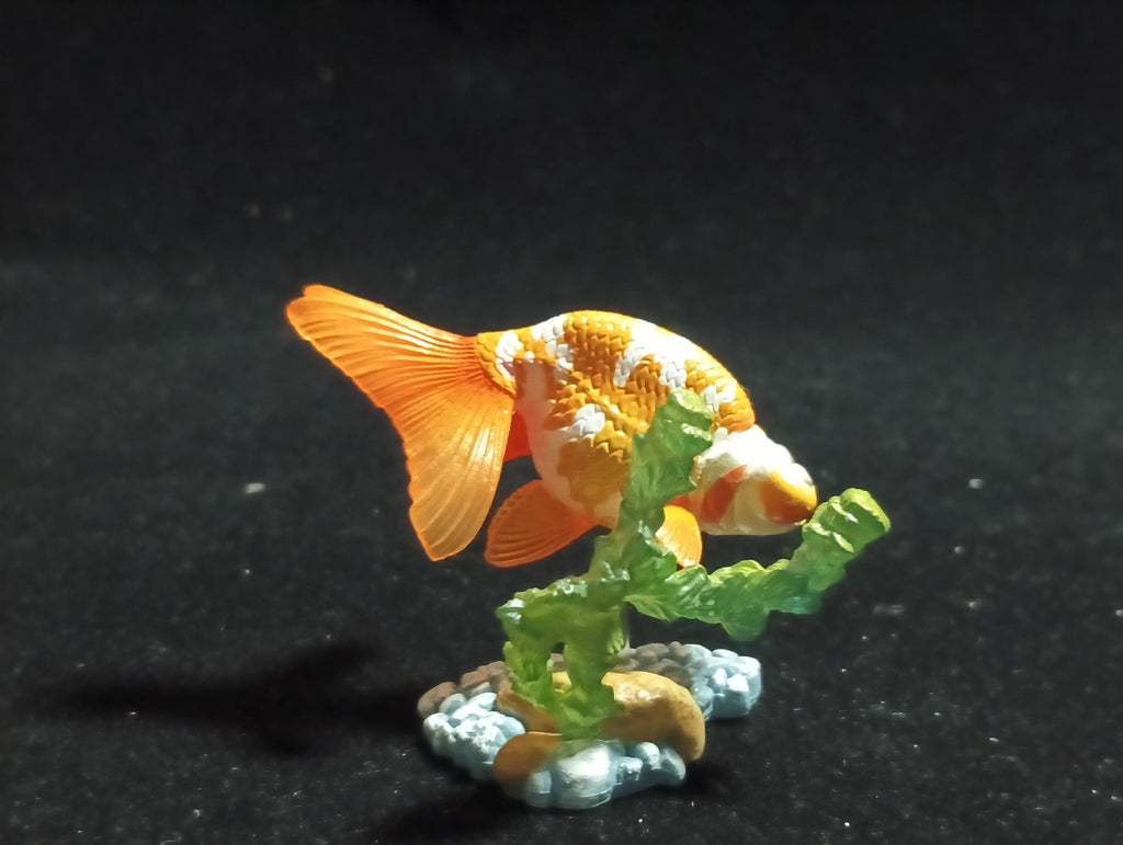 Freshwater Fish Encyclopedia 1:   Celestial Eye Goldfish B, Yujin