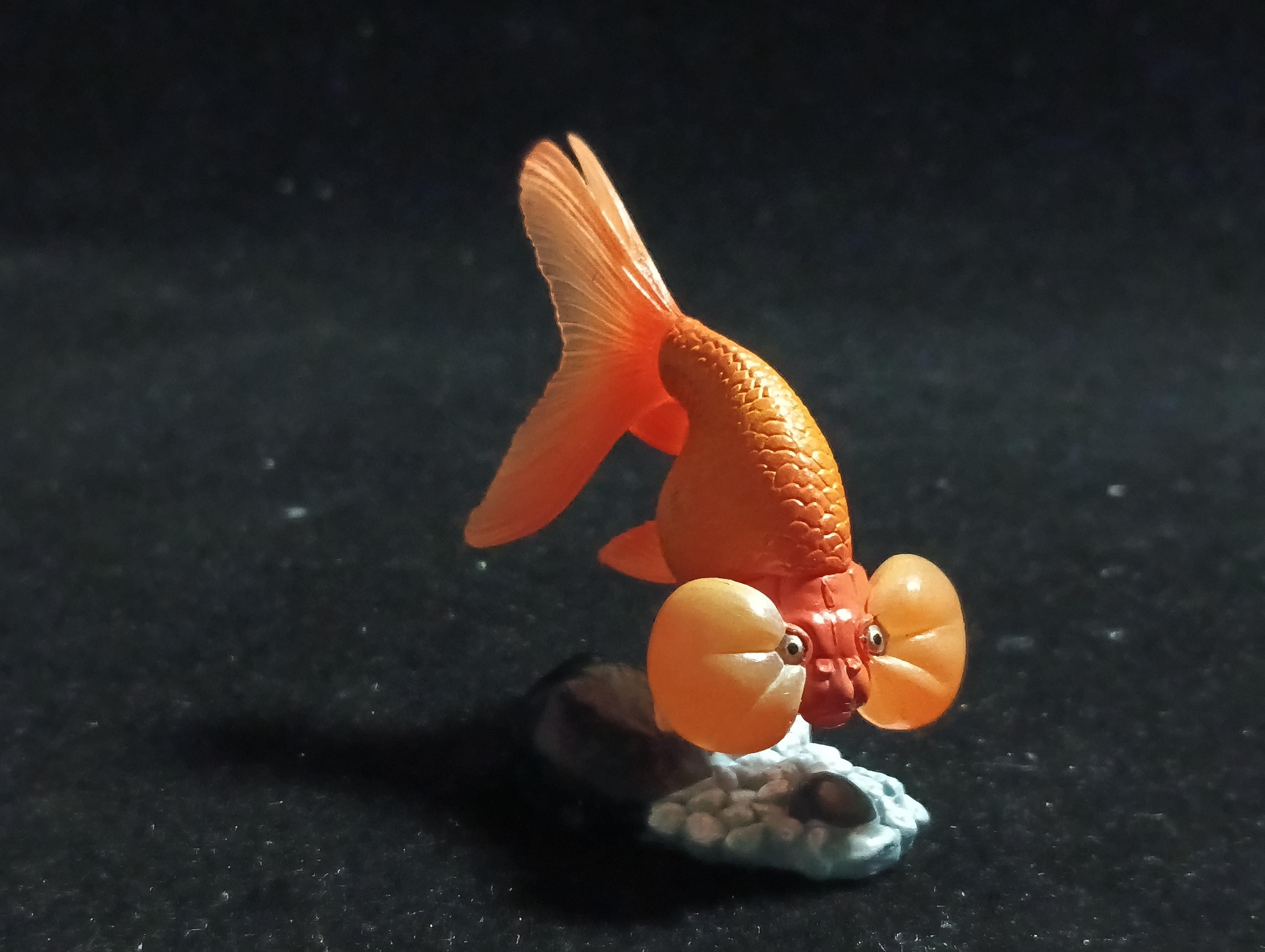 Freshwater Fish Encyclopedia 1:  Bubble Eye Goldfish Fish, Yujin