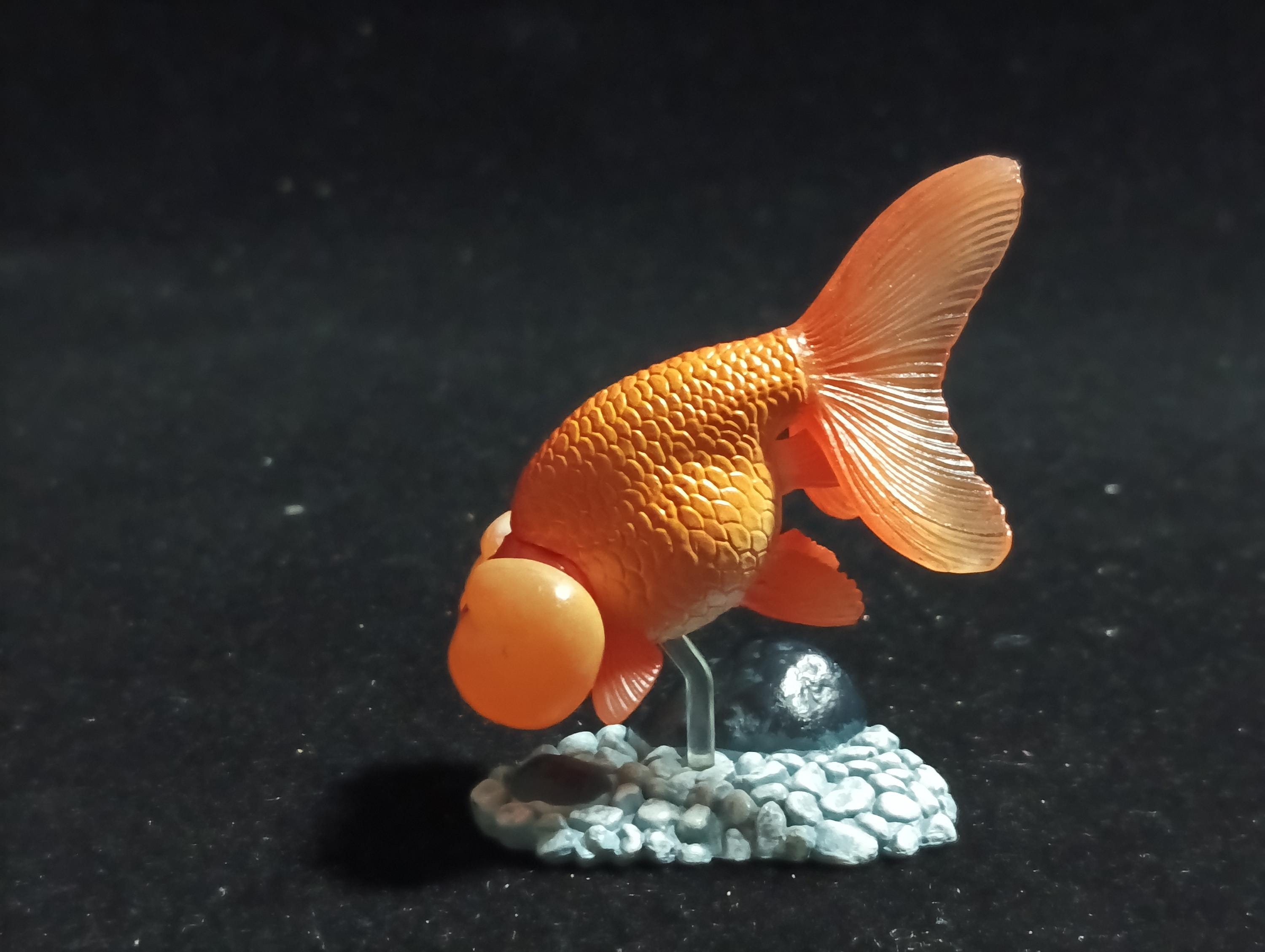 Freshwater Fish Encyclopedia 1:  Bubble Eye Goldfish Fish, Yujin