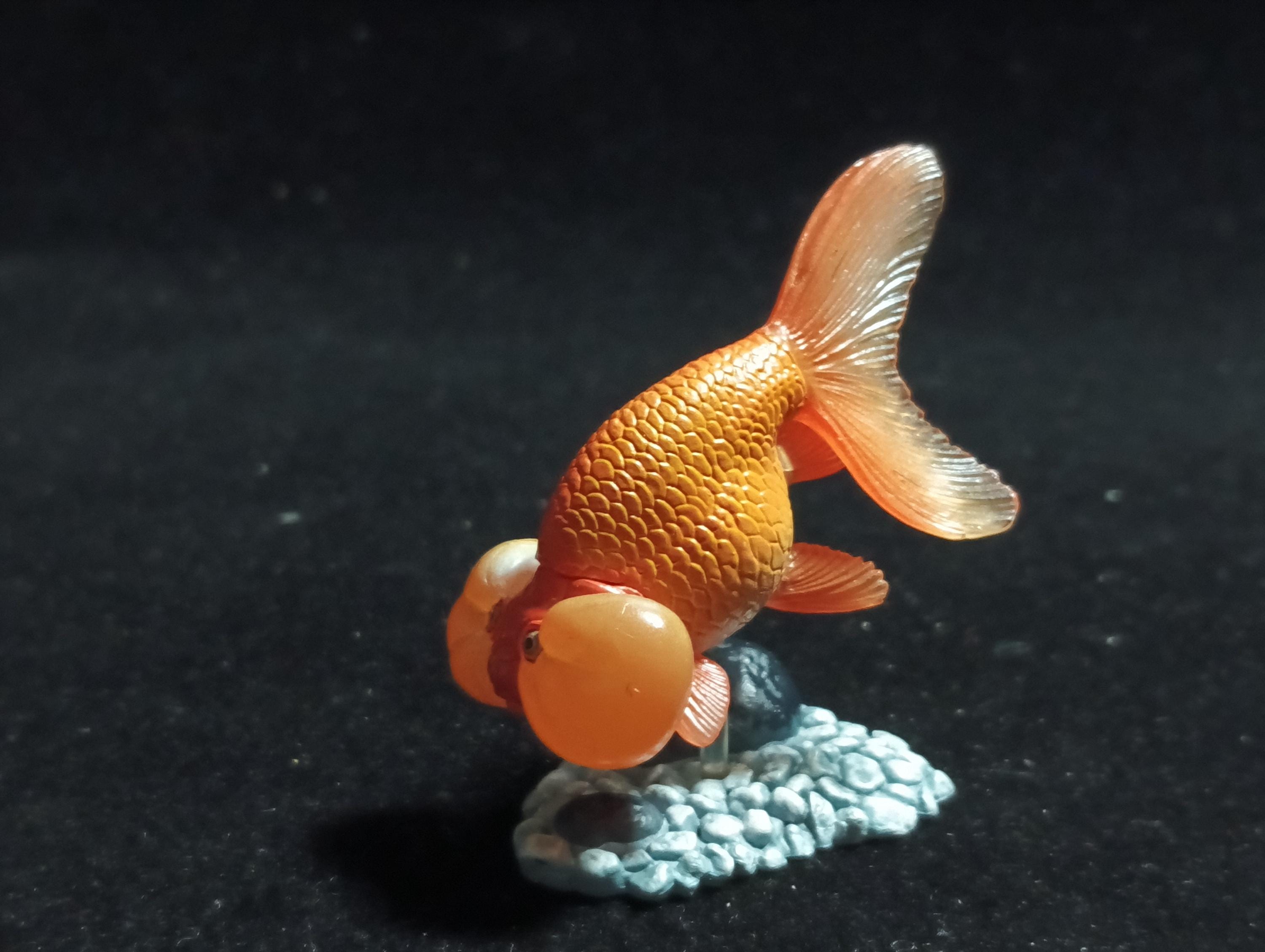 Freshwater Fish Encyclopedia 1:  Bubble Eye Goldfish Fish, Yujin