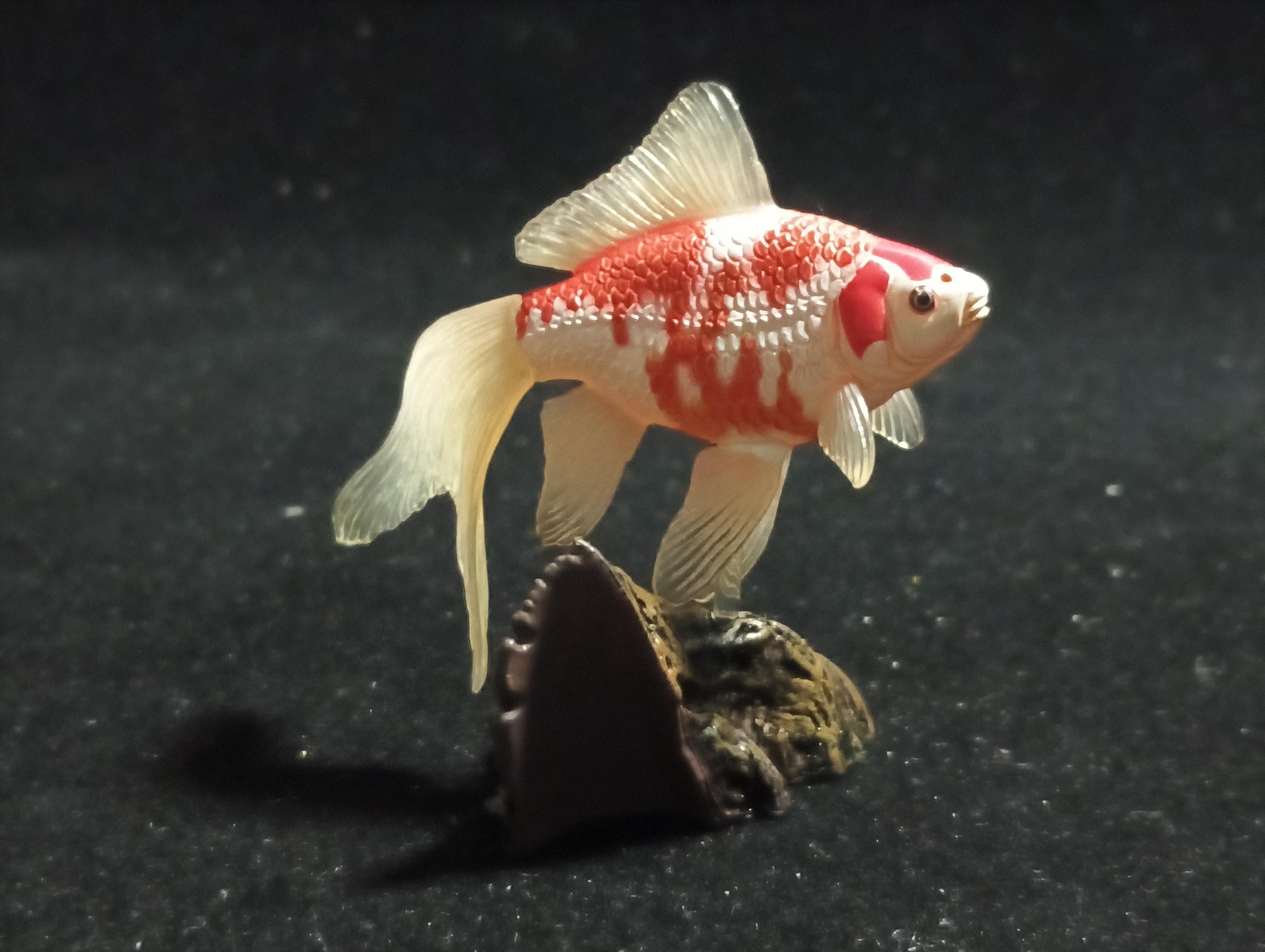 Freshwater Fish Encyclopedia 1:  Comet Goldfish, Yujin