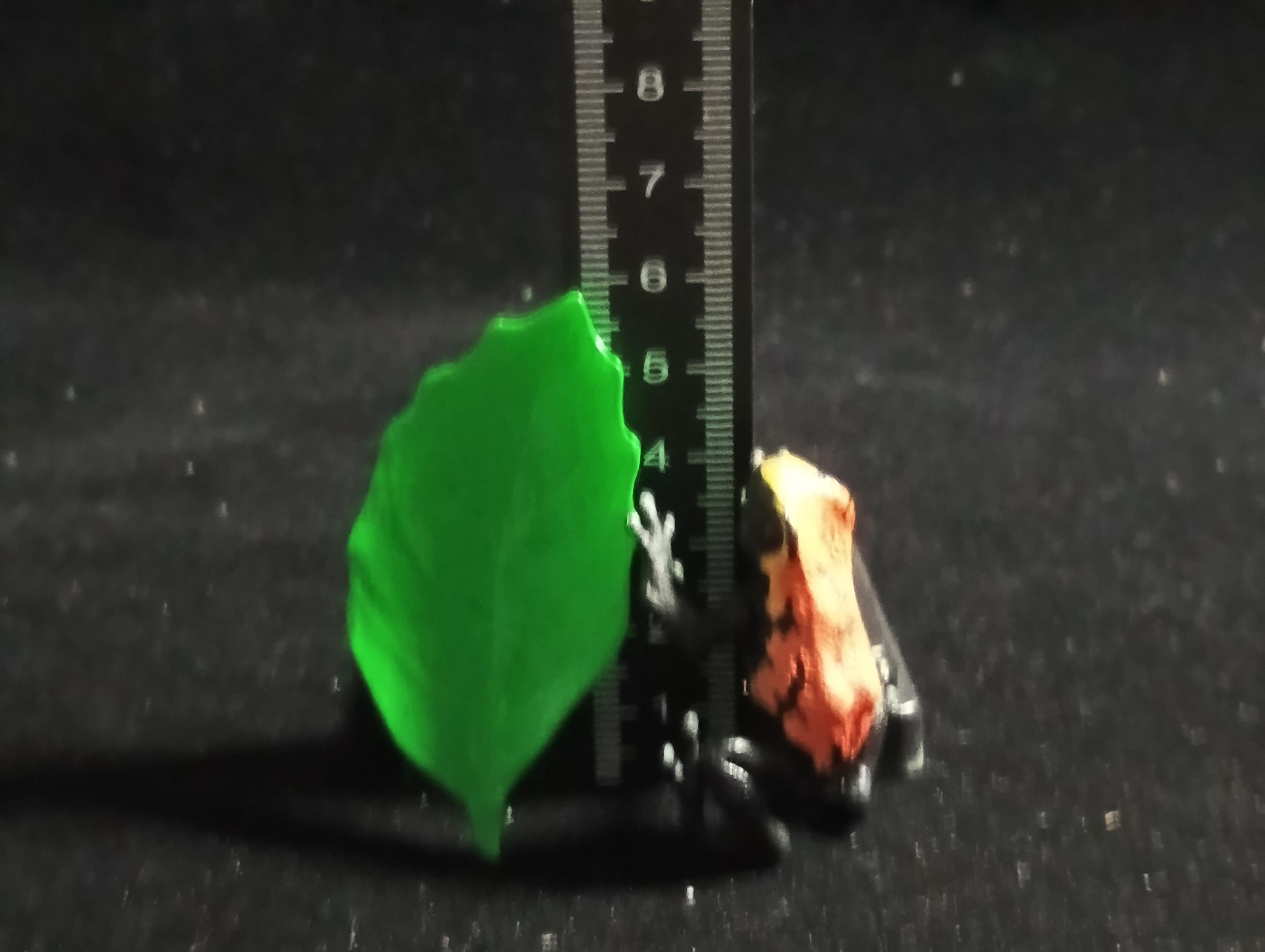 Strawberry poison dart frog “The Poison” - Epoch