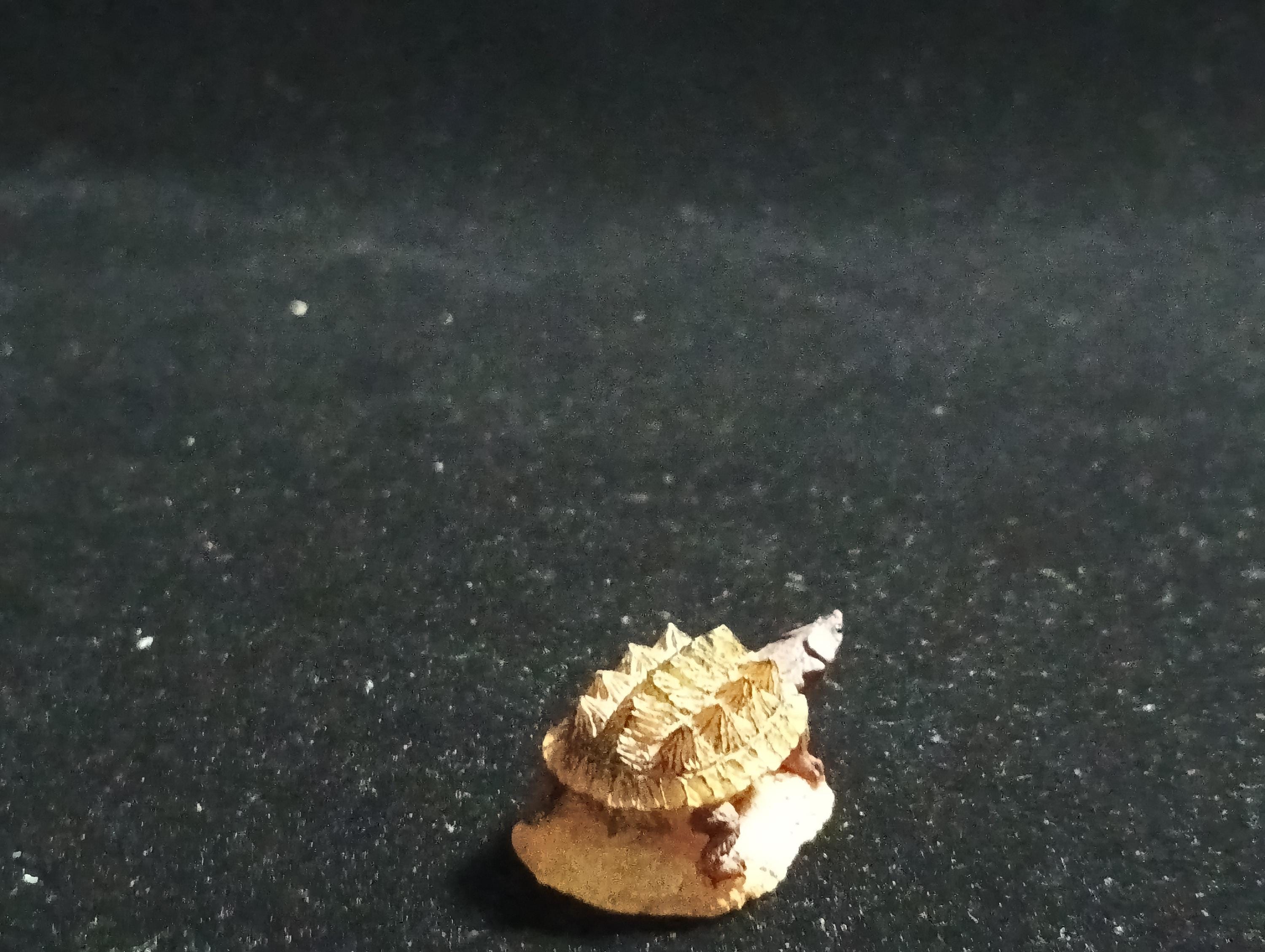 Kabaya Japan Exclusive Miniature Meta Tutle