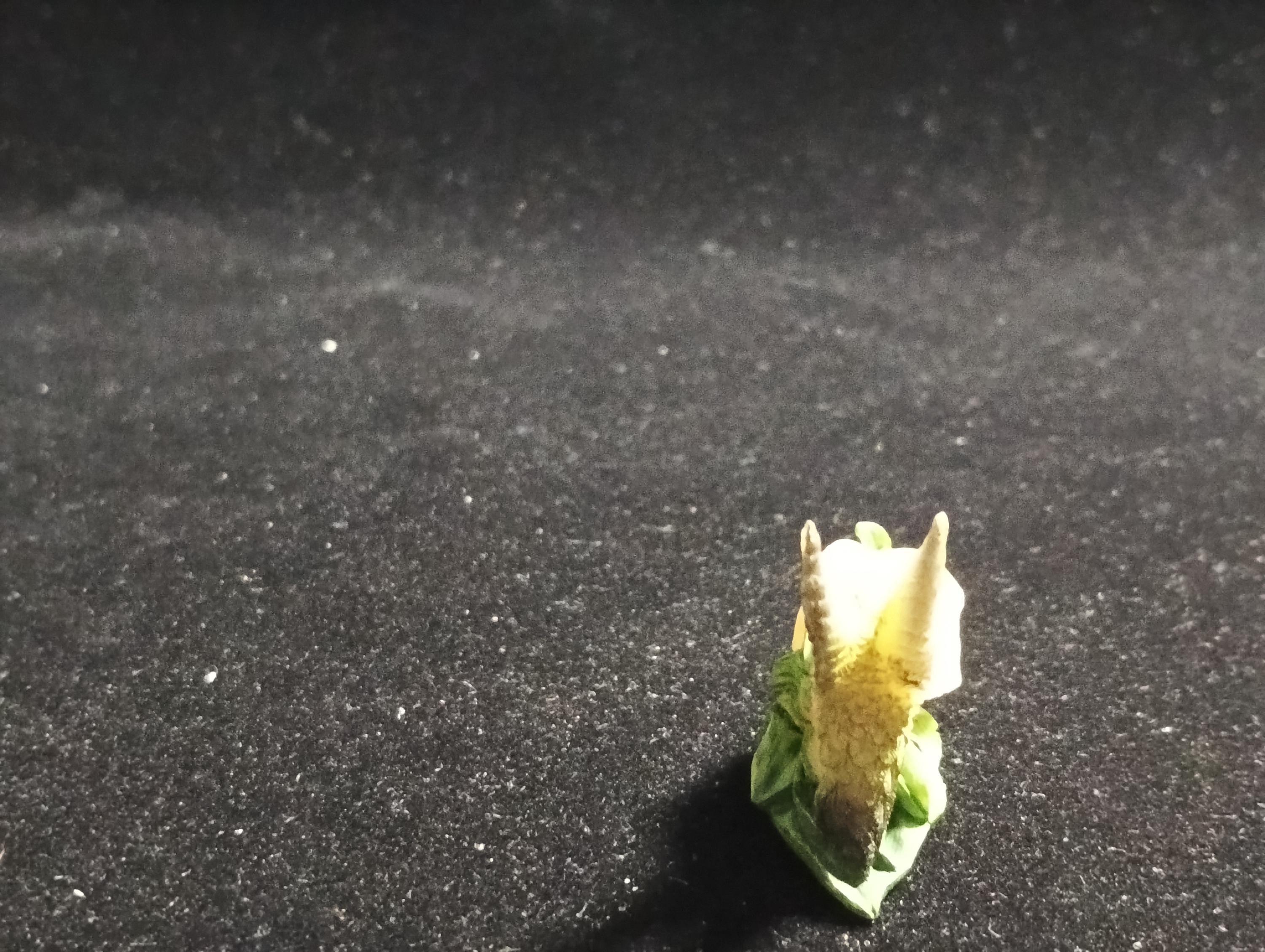 Kabaya Japan Exclusive Miniature Hummingbird