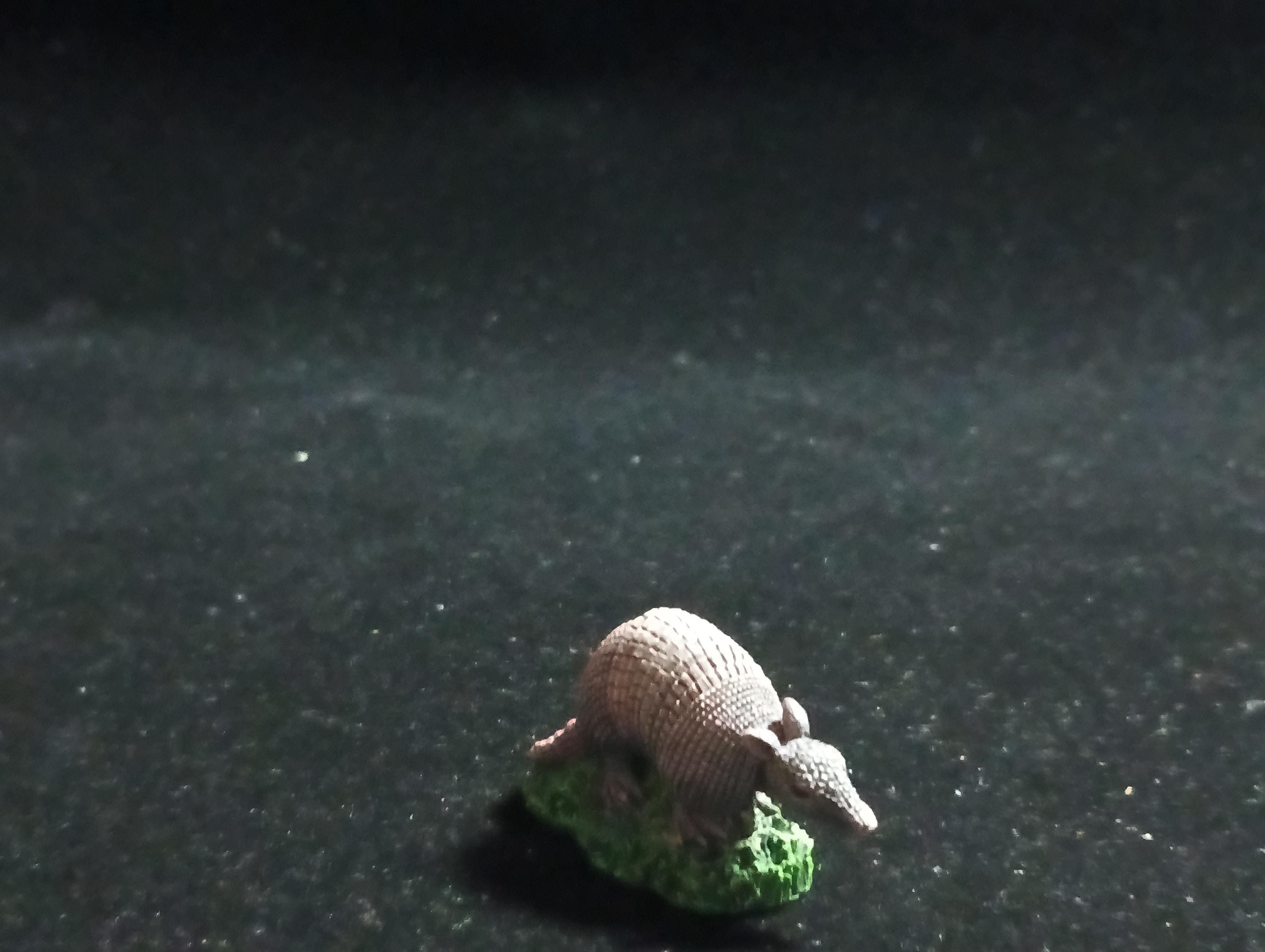 The Mysterious of Amazon Japan Exclusive Miniature - Dasypus novemcinctus Kabaya 2003