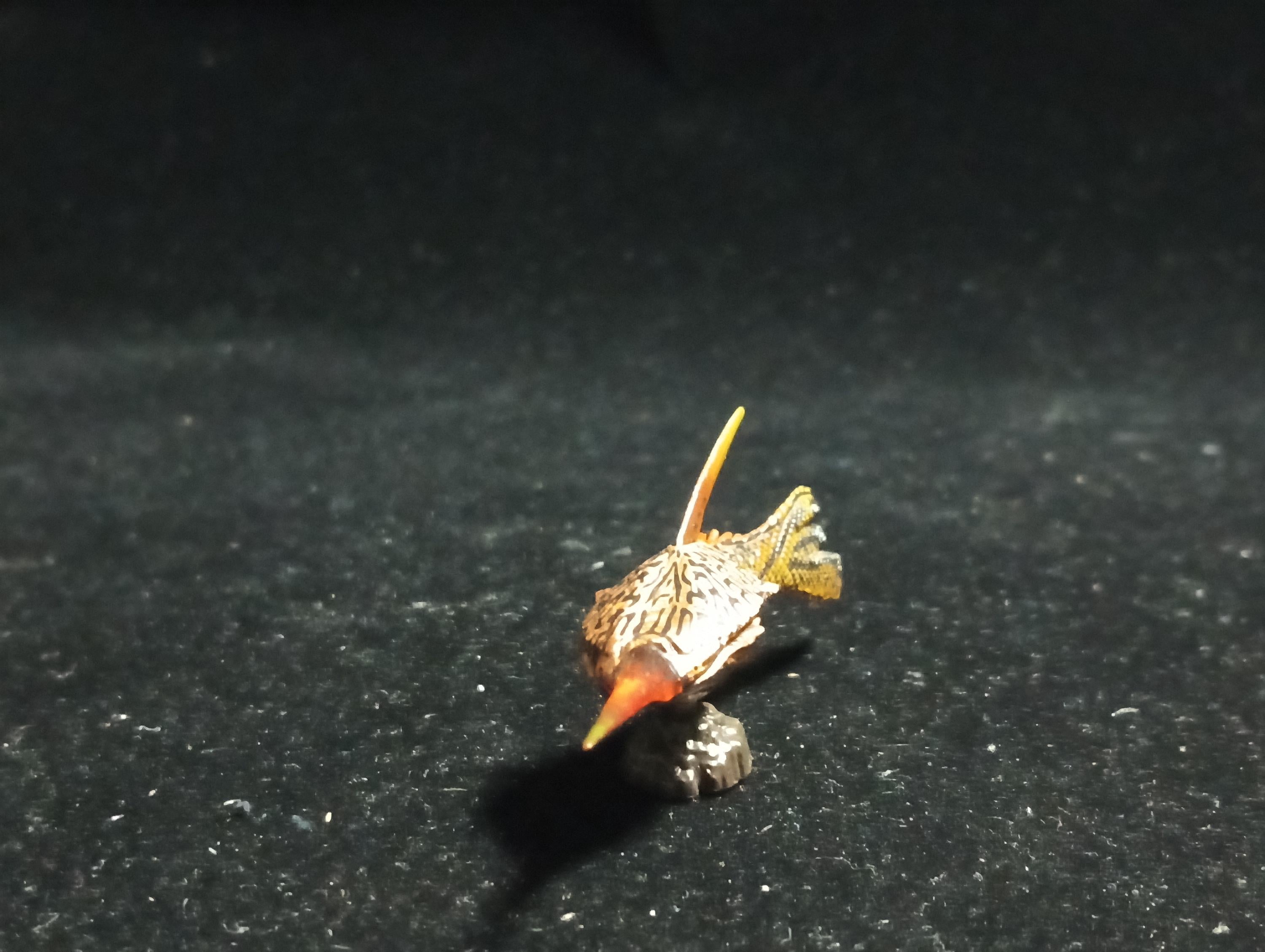 Kaiyodo UHA Dinotales Series 2 Pteraspis Armored Fish
