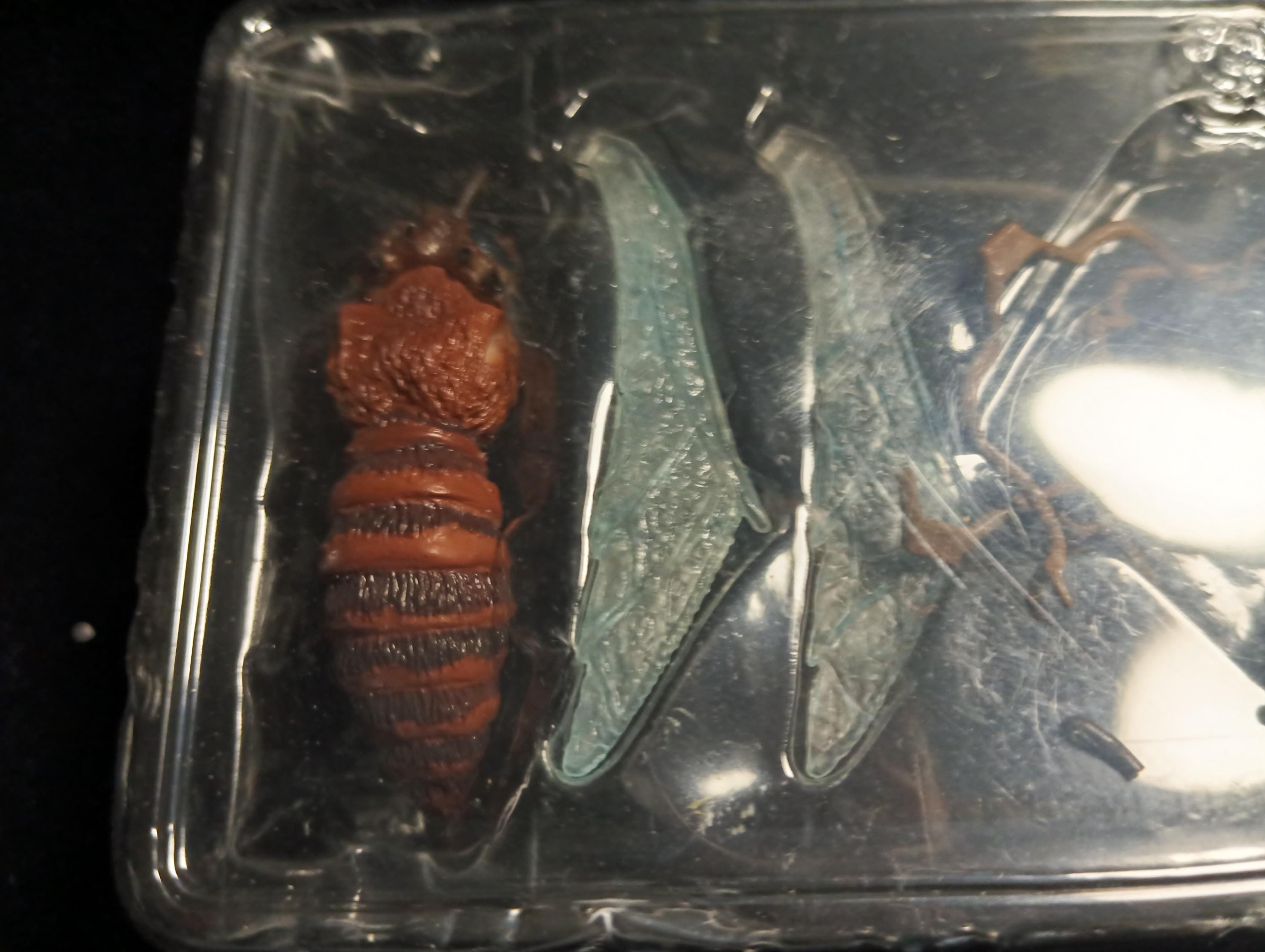 Special Effects Encyclopedia Murder Highly Toxic Insect Iwakura