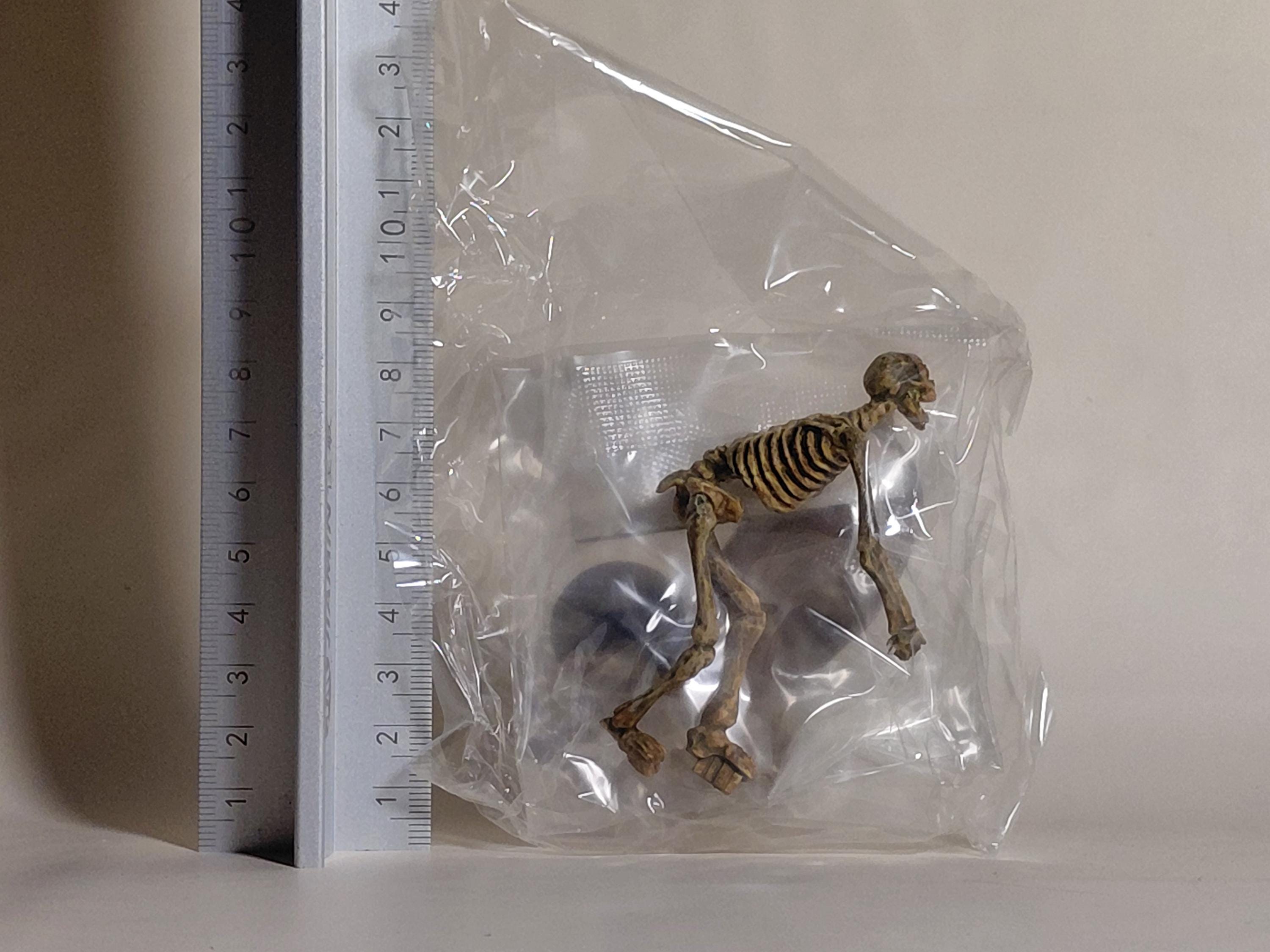 Ray Harryhausen Jason and the Argonauts Skeleton (C) Furuta