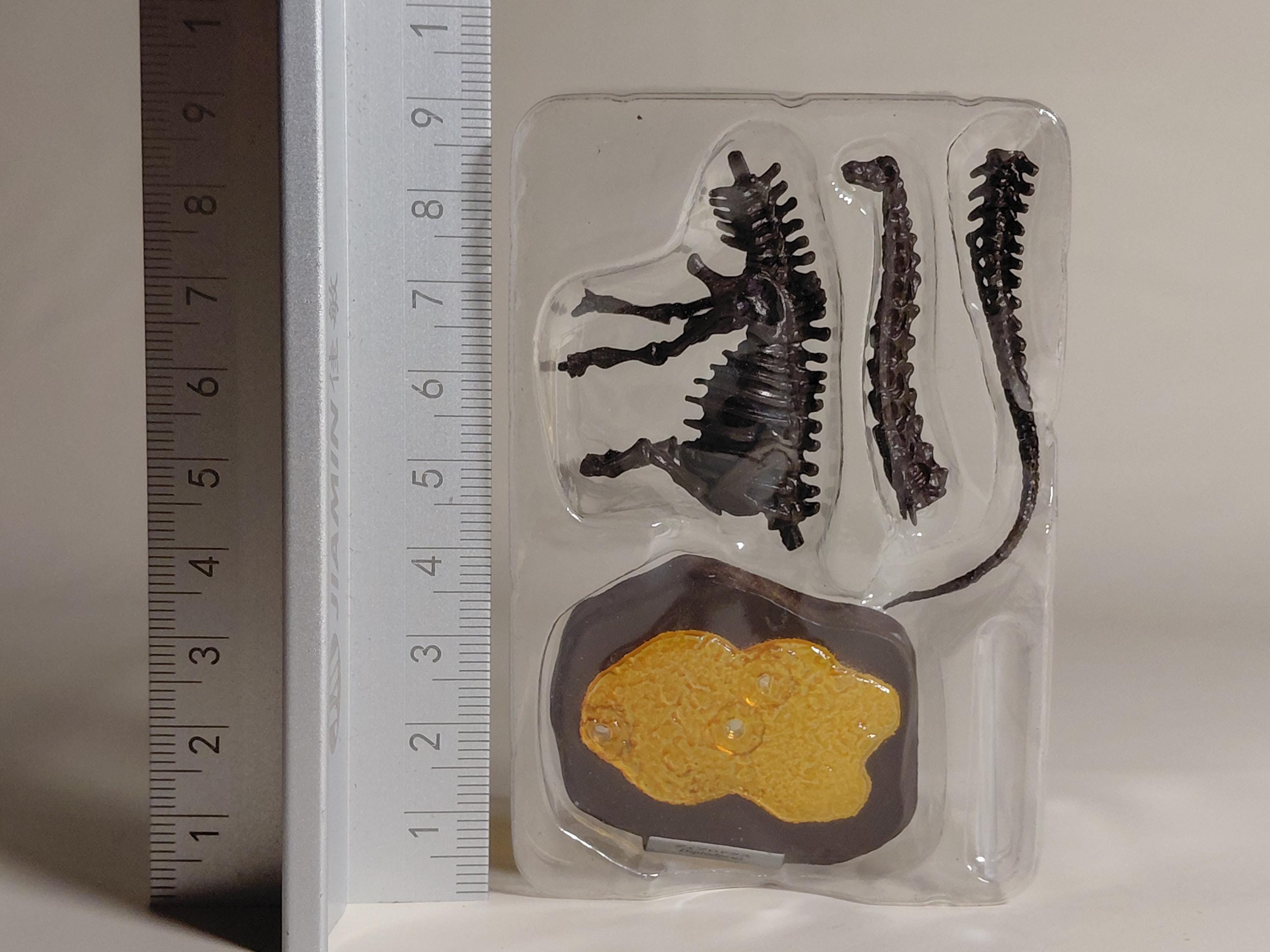 F-Toys Kaiyodo "Dinosaur Master" #1. Diplodocus Fossil Color